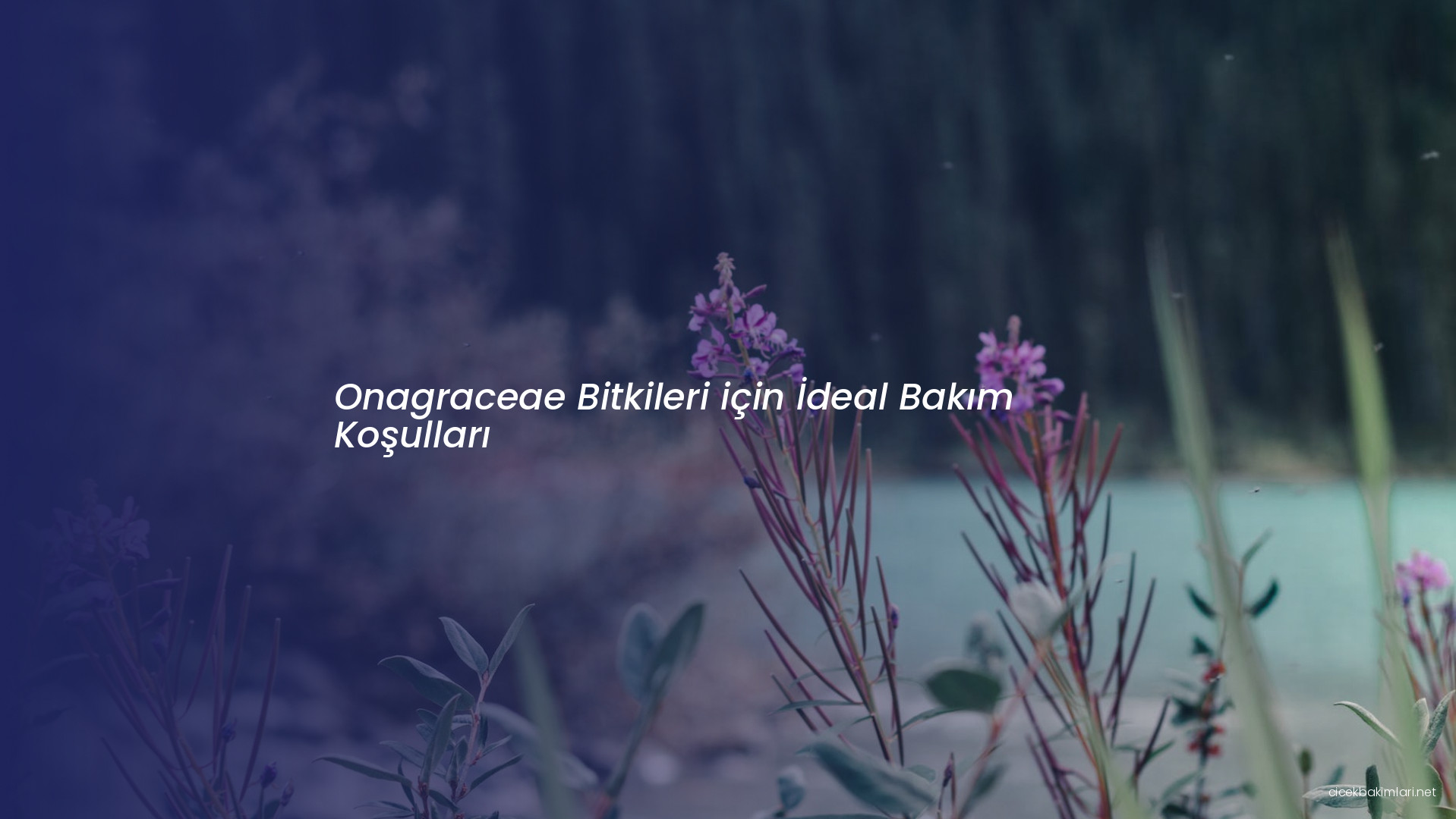Onagraceae Bitkileri için İdeal Bakım Koşulları