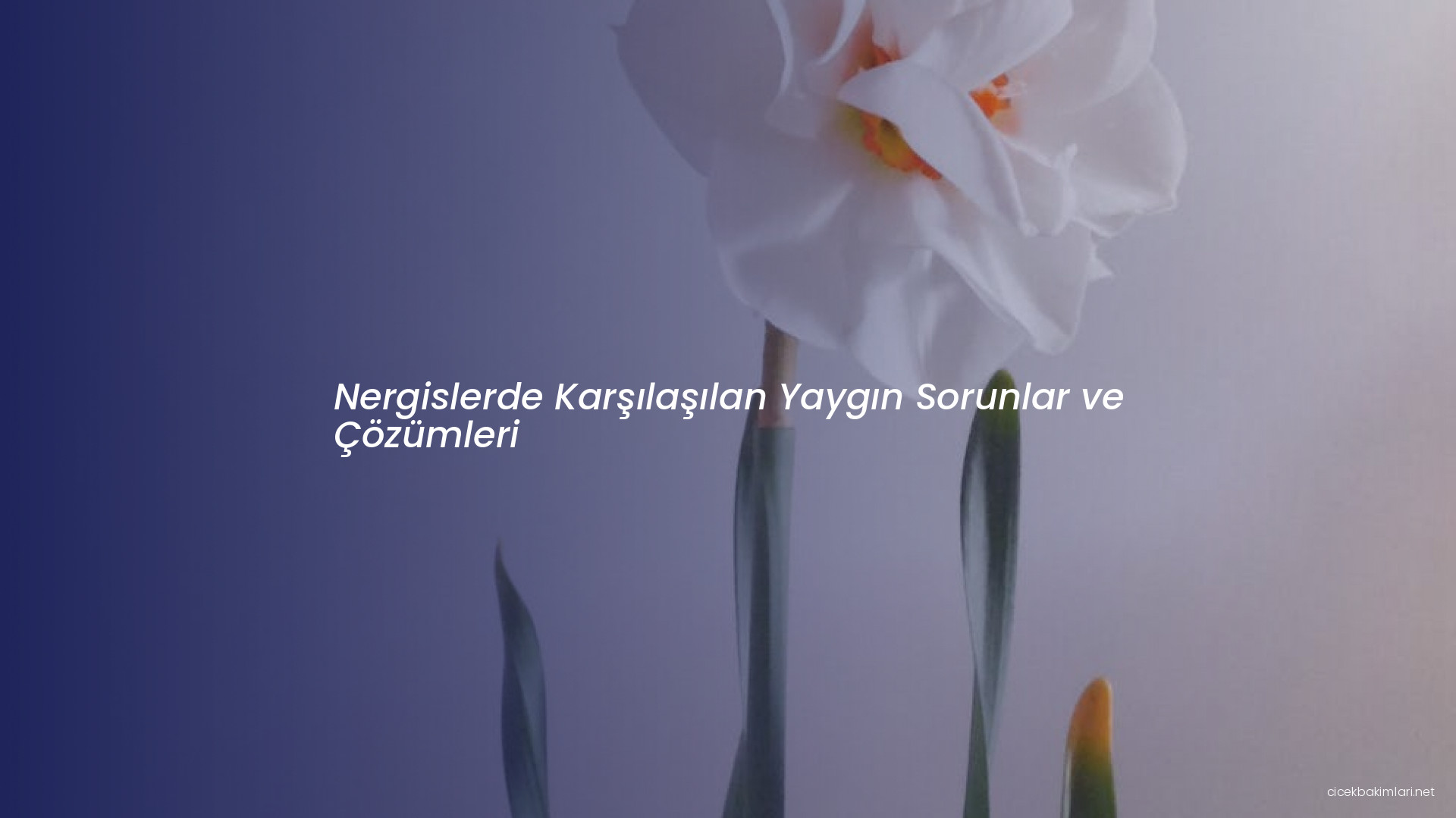 Nergislerde Karşılaşılan Yaygın Sorunlar ve Çözümleri