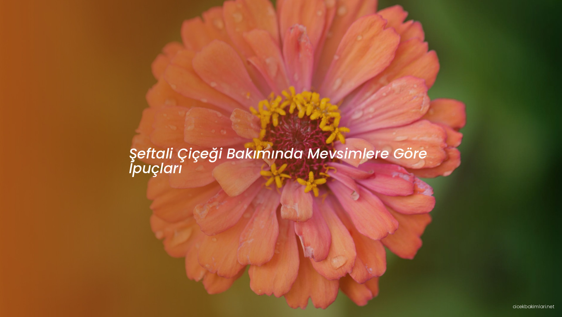 Şeftali Çiçeği Bakımında Mevsimlere Göre İpuçları