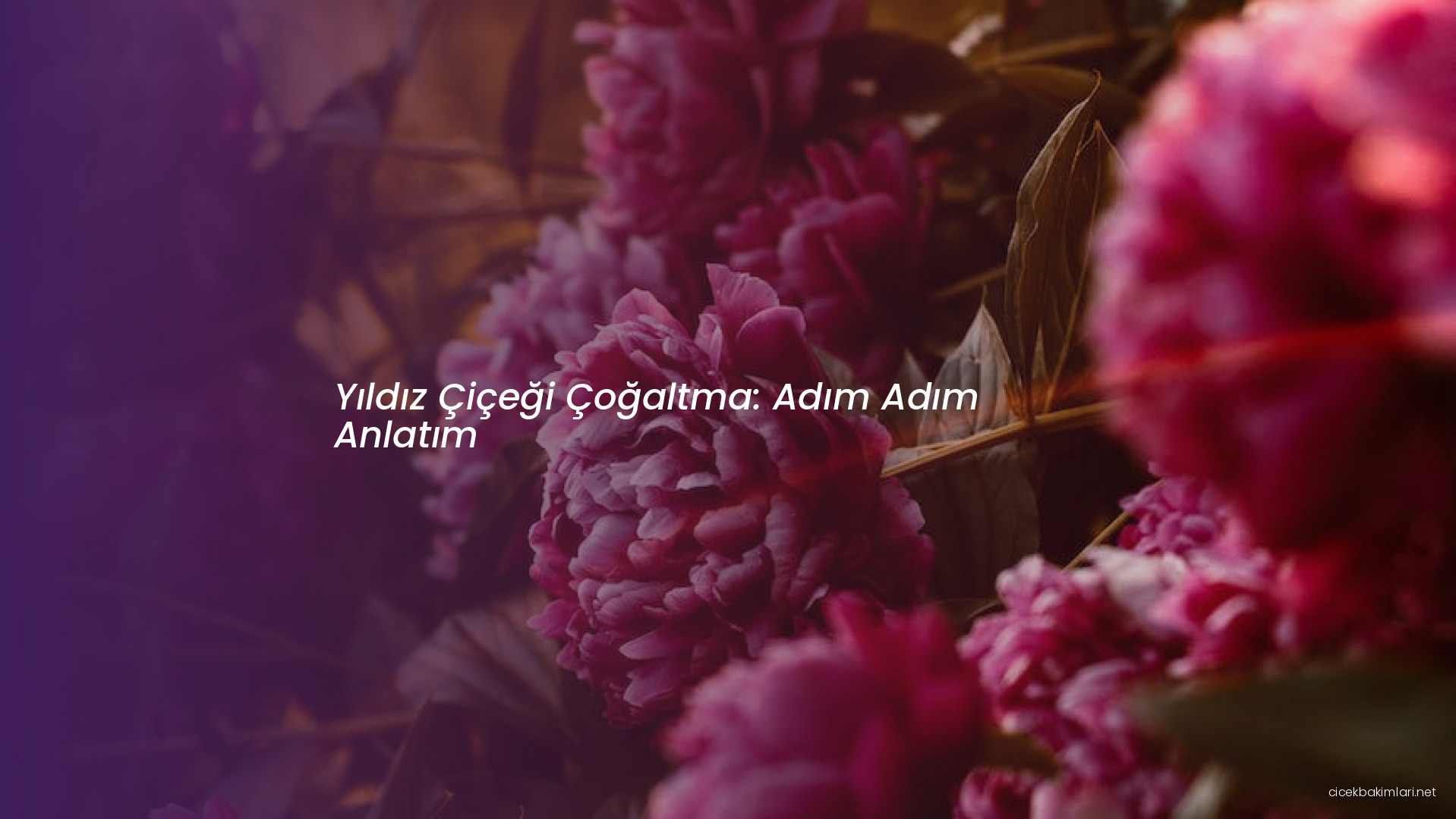 Yıldız Çiçeği Çoğaltma: Adım Adım Anlatım