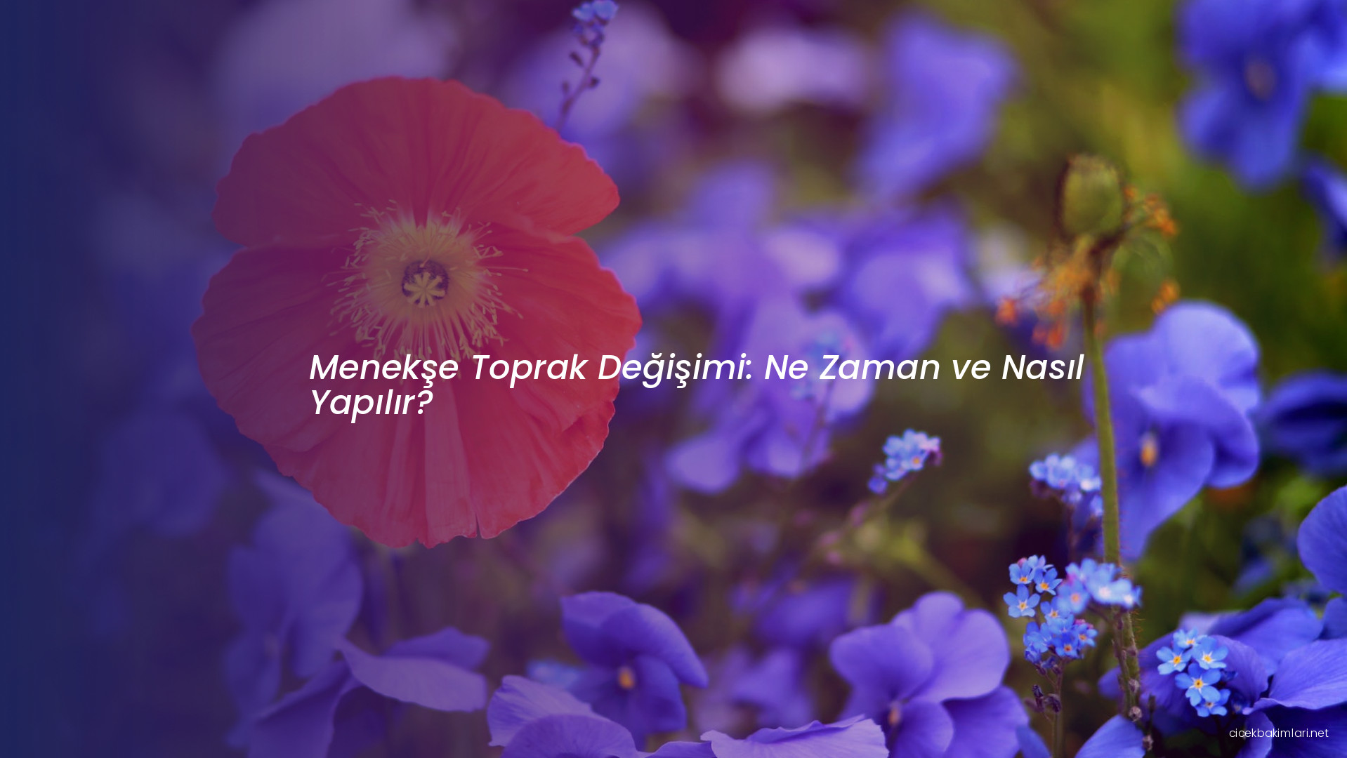 Menekşe Toprak Değişimi: Ne Zaman ve Nasıl Yapılır?