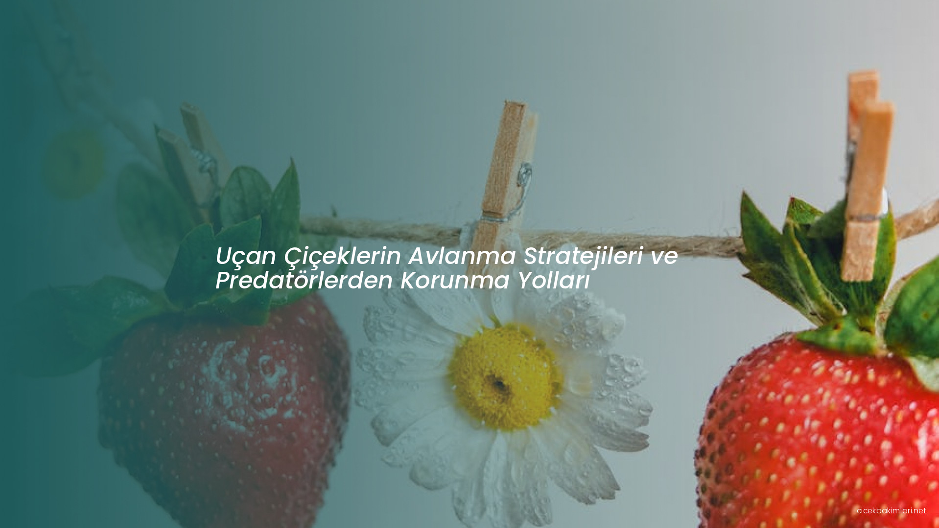 Uçan Çiçeklerin Avlanma Stratejileri ve Predatörlerden Korunma Yolları