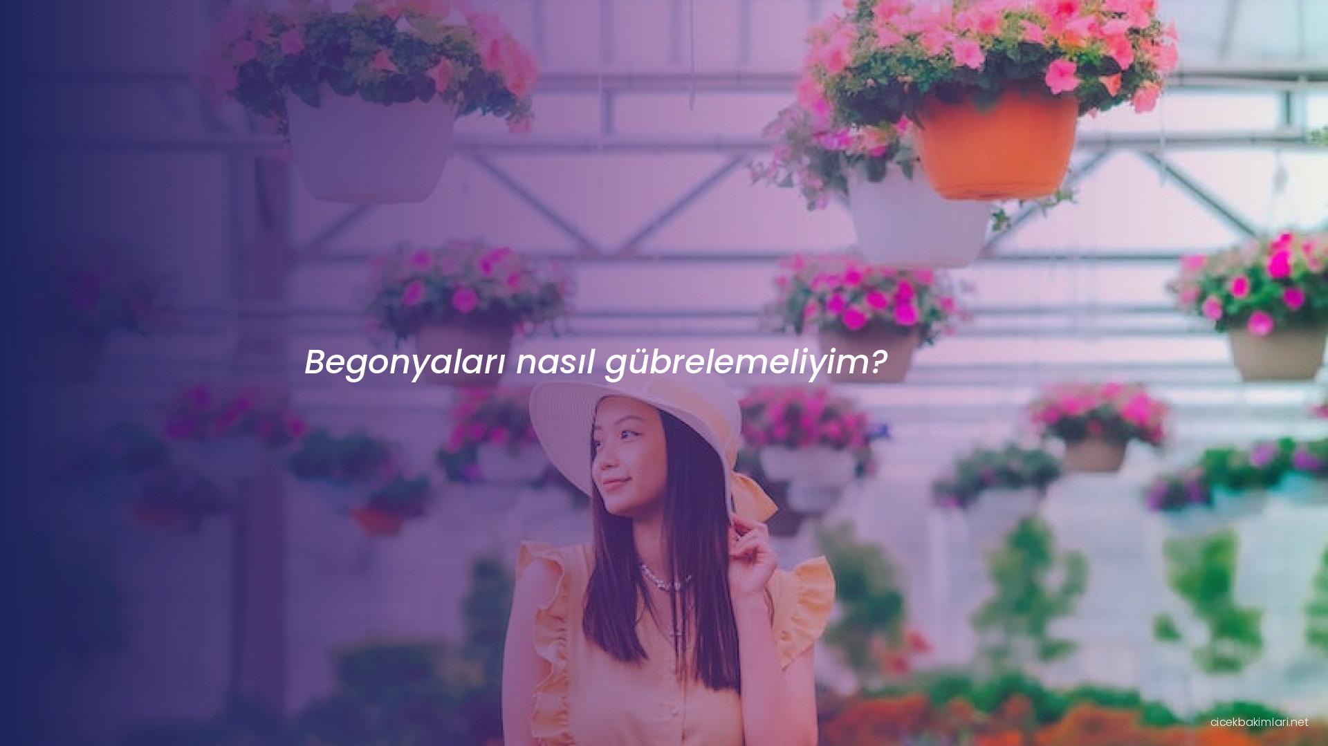 Begonyaları nasıl gübrelemeliyim?