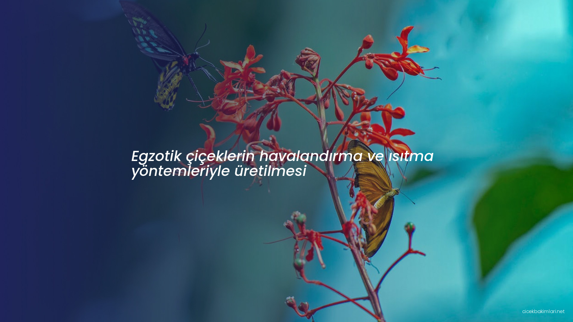 Egzotik çiçeklerin havalandırma ve ısıtma yöntemleriyle üretilmesi