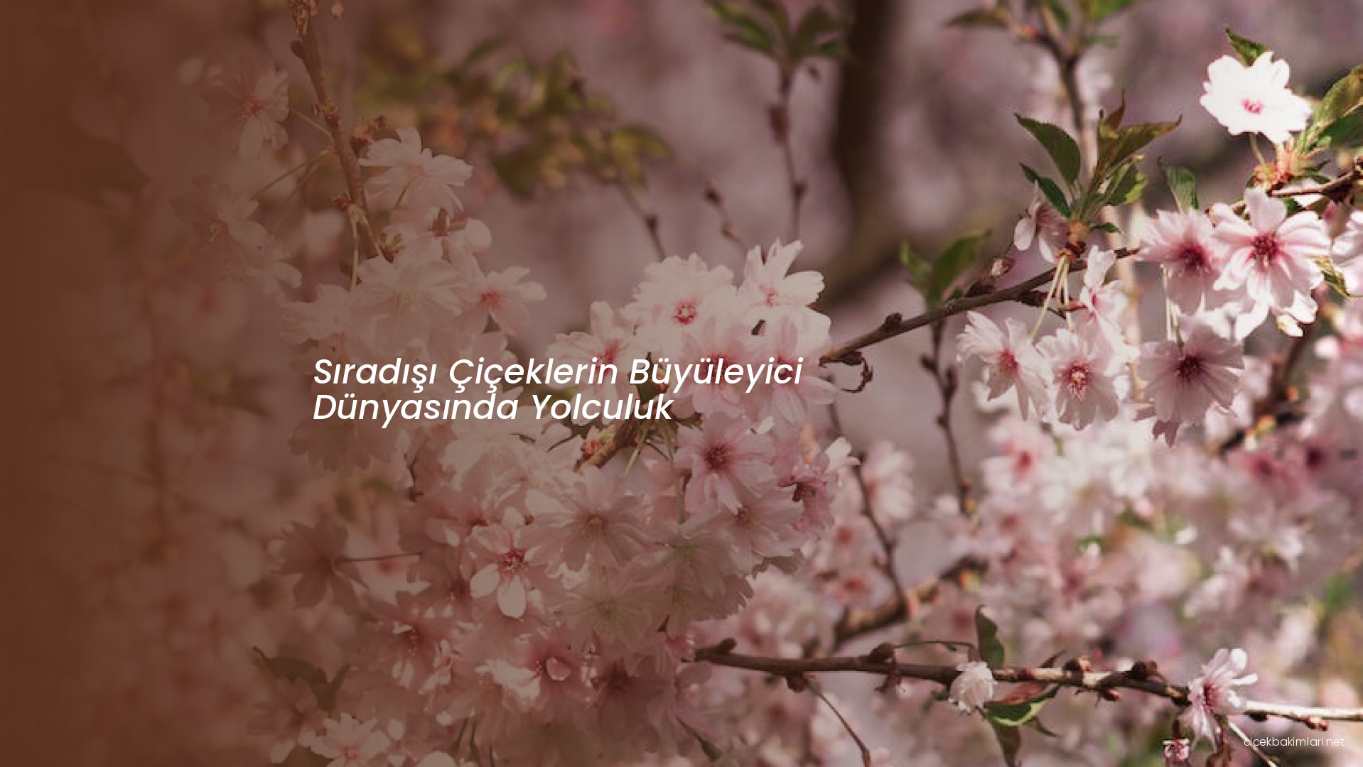 Sıradışı Çiçeklerin Büyüleyici Dünyasında Yolculuk