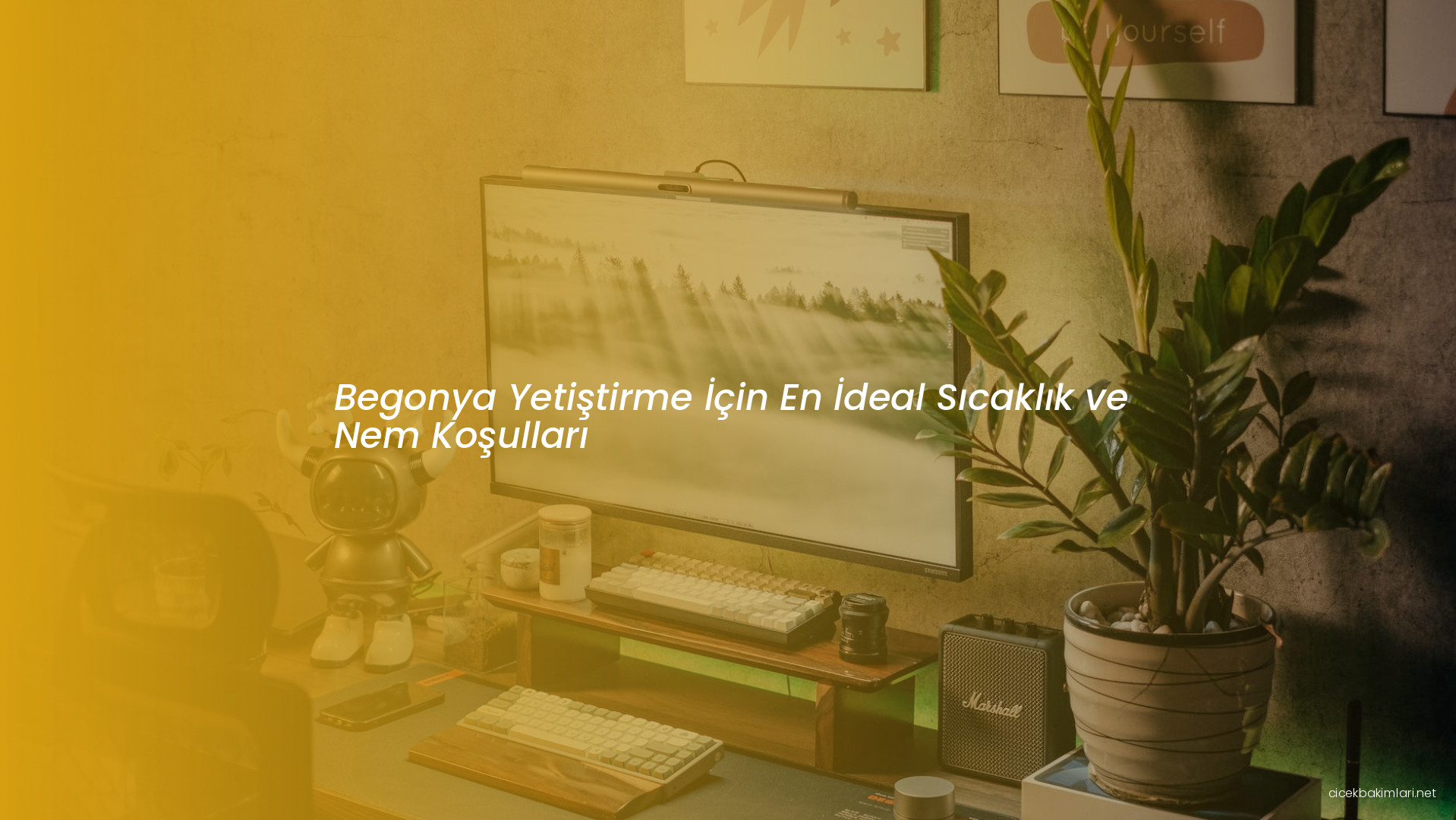 Begonya Yetiştirme İçin En İdeal Sıcaklık ve Nem Koşulları