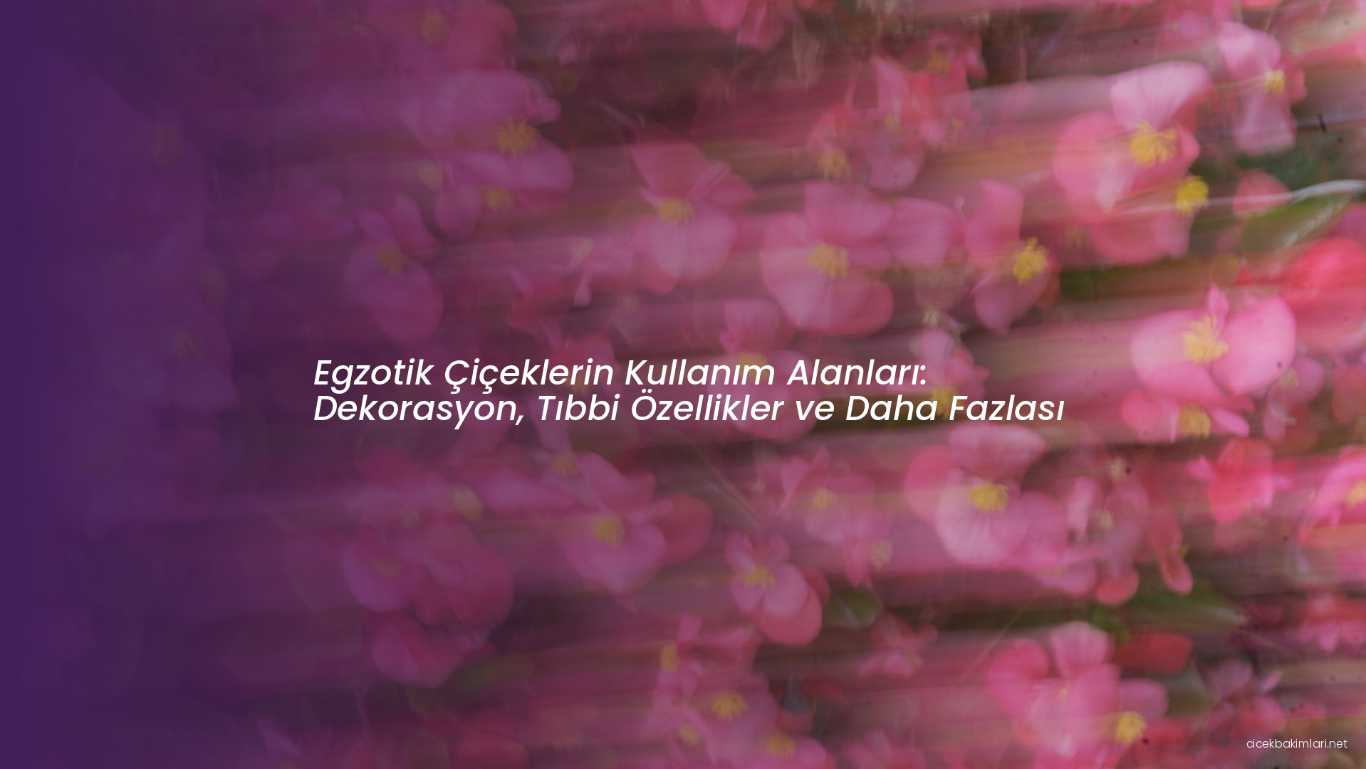 Egzotik Çiçeklerin Kullanım Alanları: Dekorasyon, Tıbbi Özellikler ve Daha Fazlası