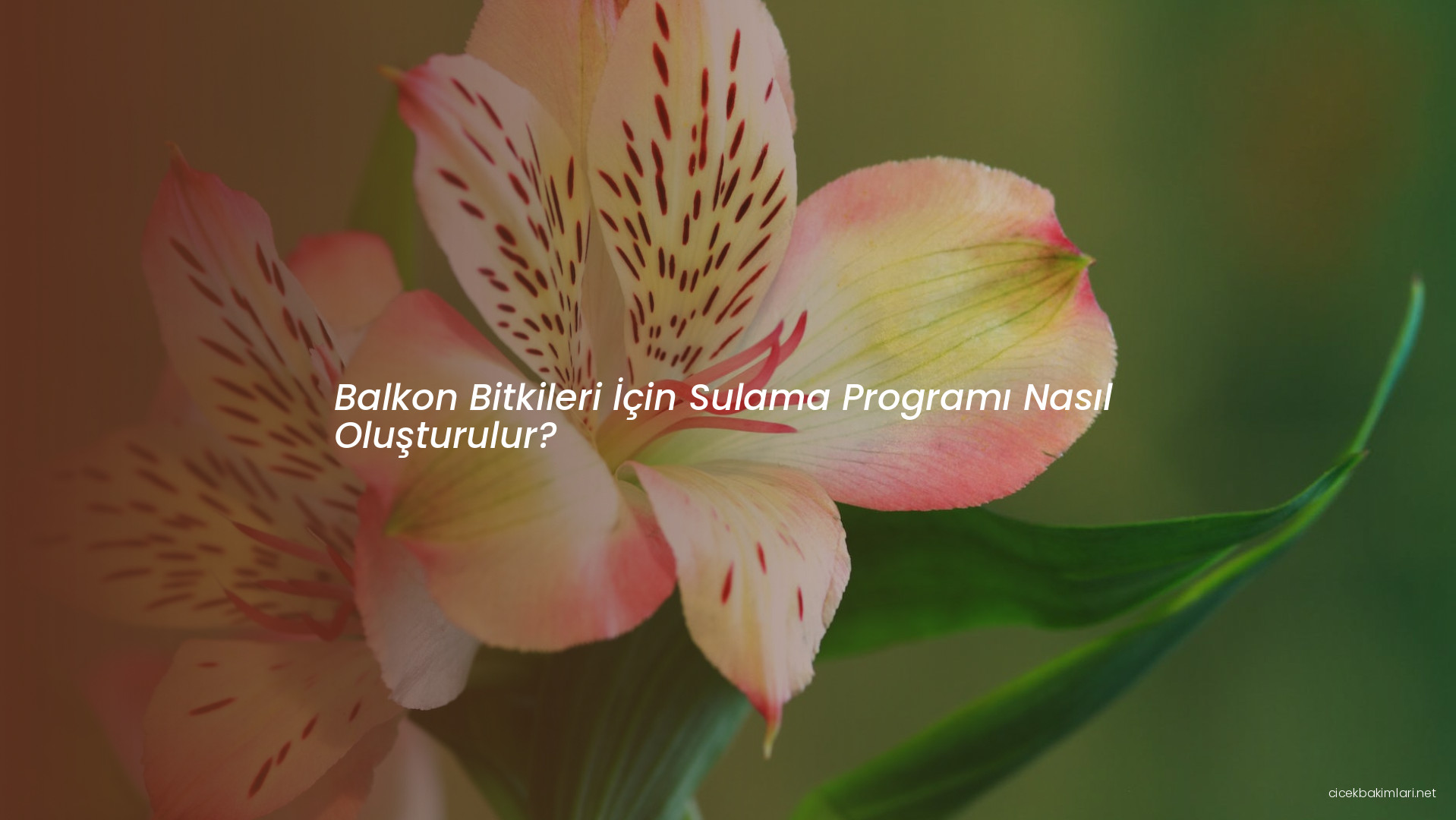Balkon Bitkileri İçin Sulama Programı Nasıl Oluşturulur?