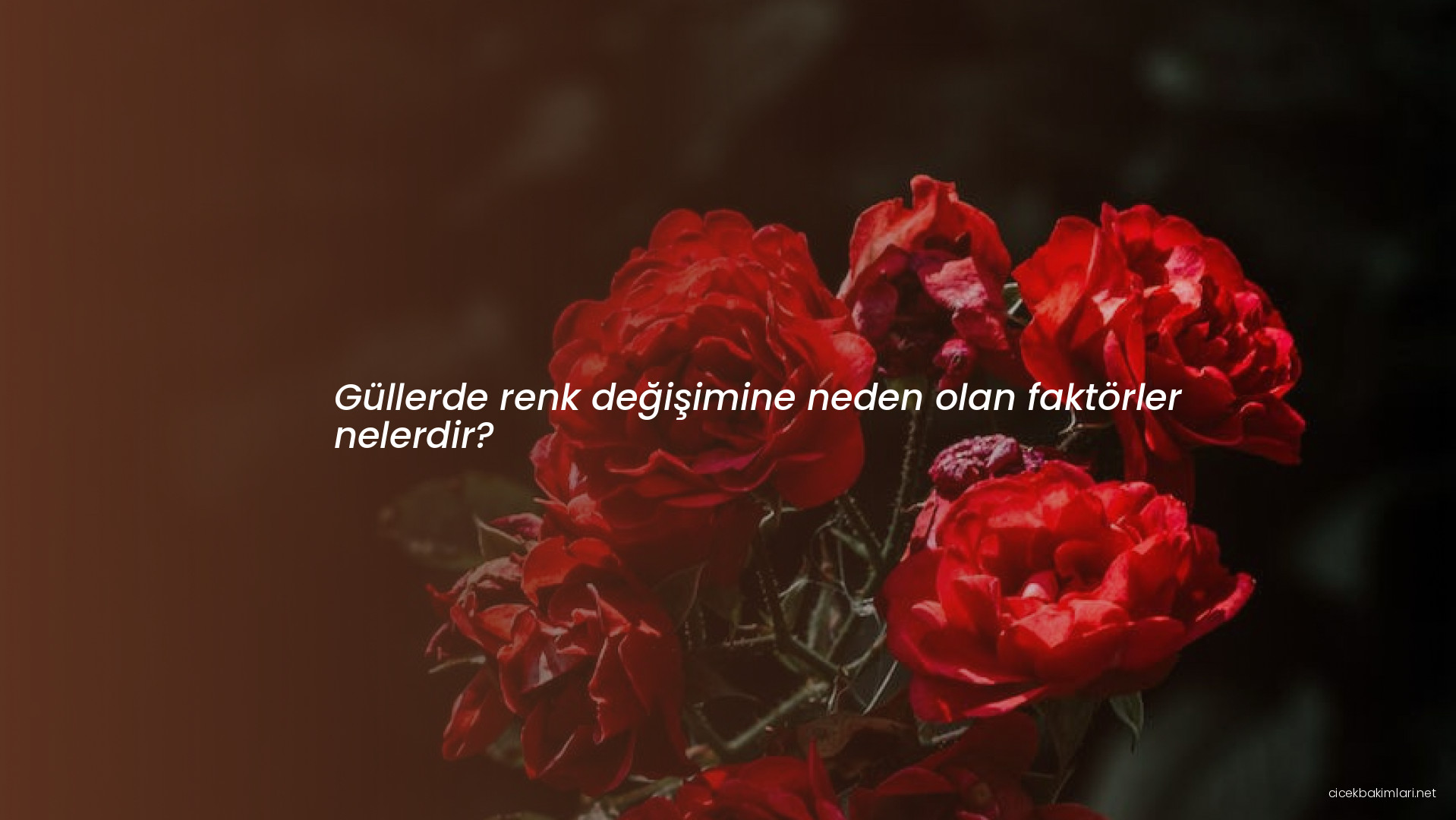 Güllerde renk değişimine neden olan faktörler nelerdir?
