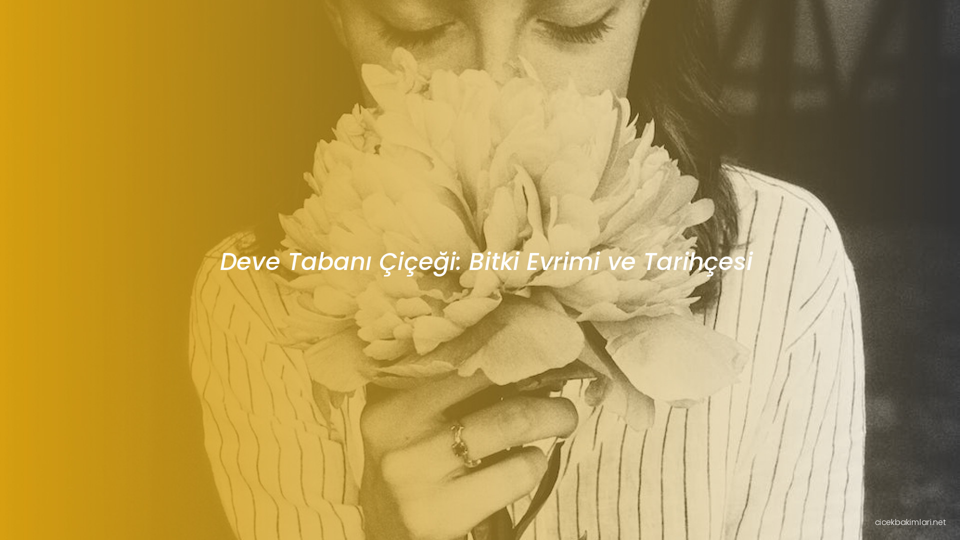 Deve Tabanı Çiçeği: Bitki Evrimi ve Tarihçesi