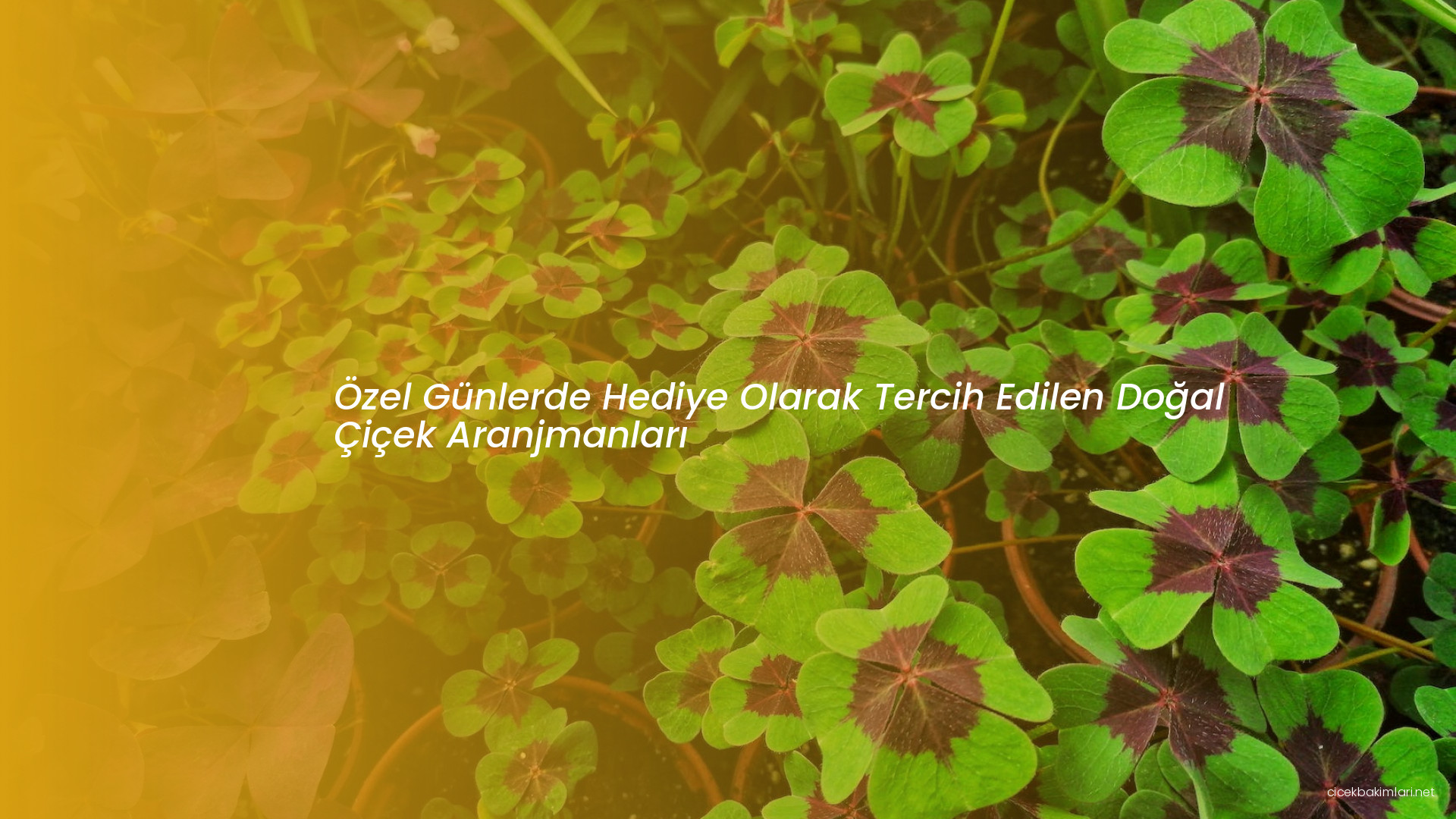 Özel Günlerde Hediye Olarak Tercih Edilen Doğal Çiçek Aranjmanları