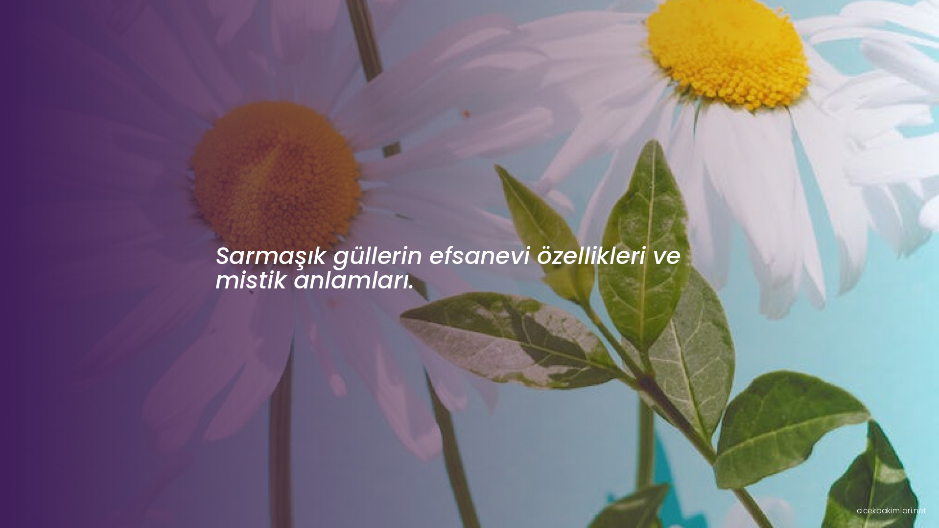 Sarmaşık güllerin efsanevi özellikleri ve mistik anlamları.