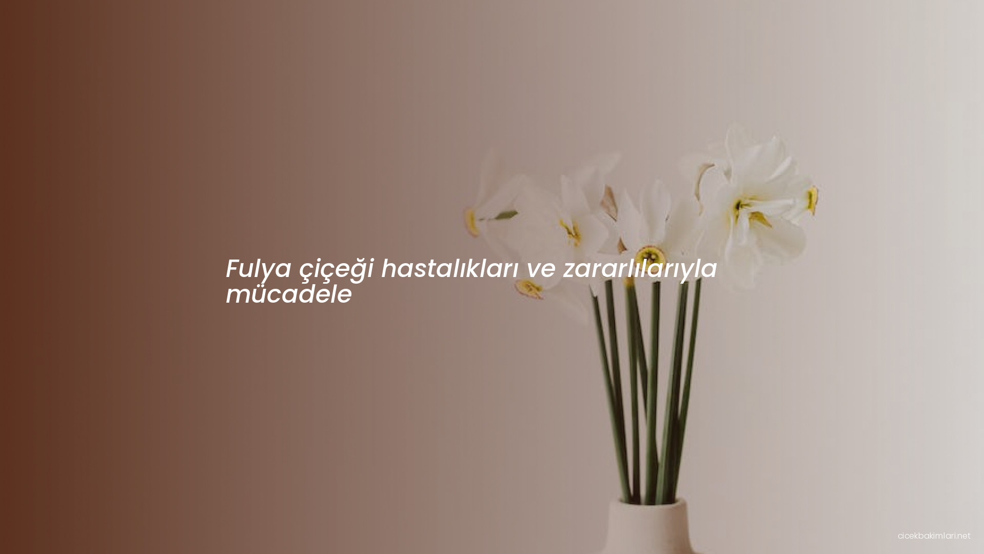 Fulya çiçeği hastalıkları ve zararlılarıyla mücadele