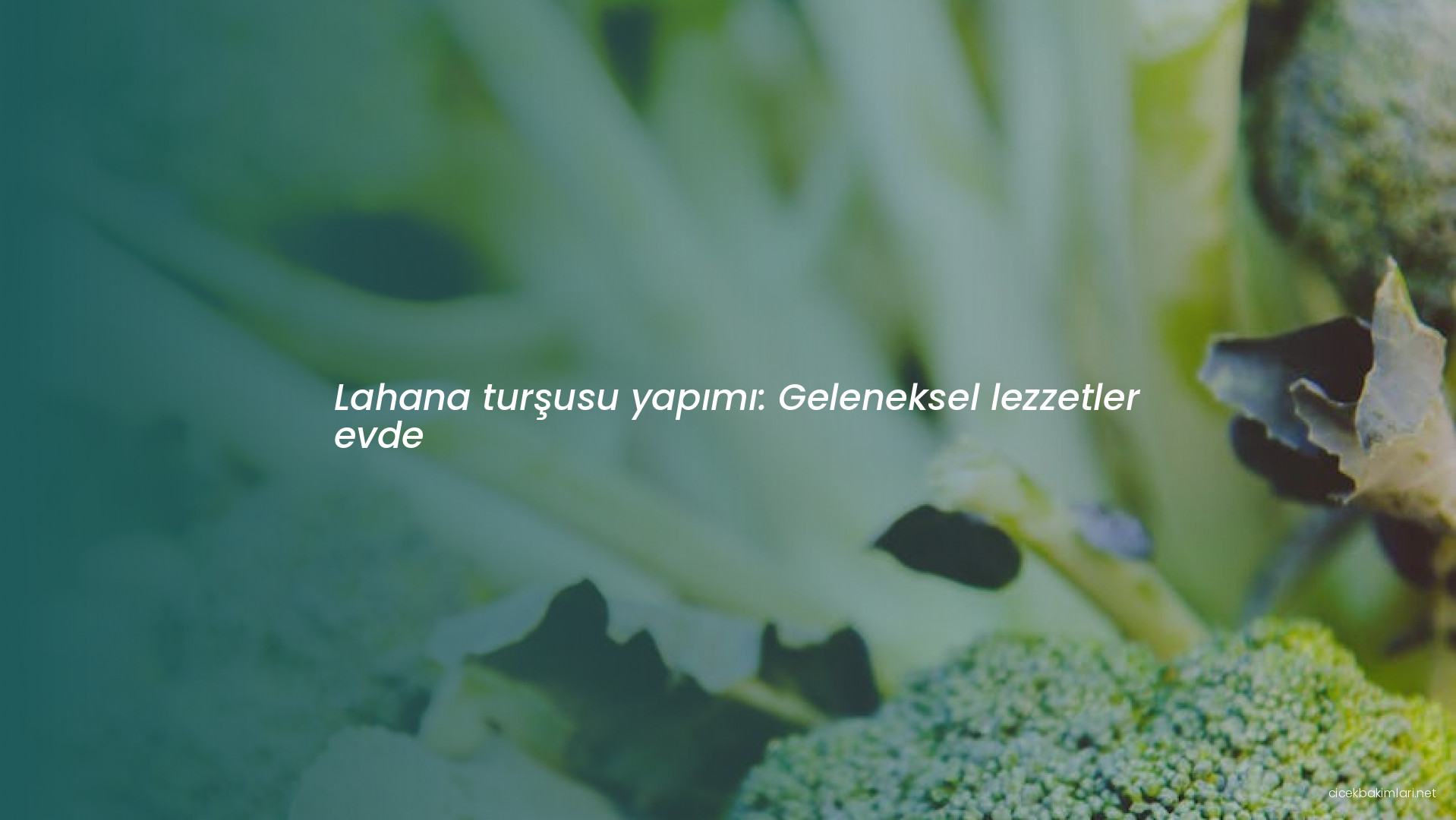 Lahana turşusu yapımı: Geleneksel lezzetler evde