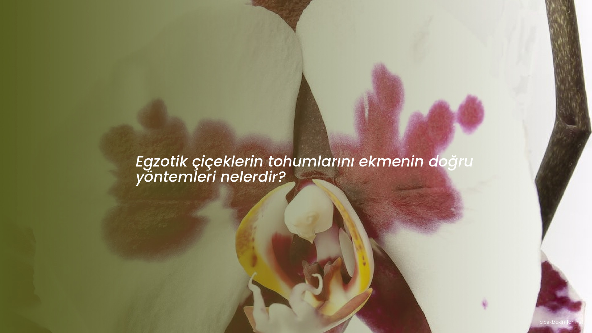 Egzotik çiçeklerin tohumlarını ekmenin doğru yöntemleri nelerdir?