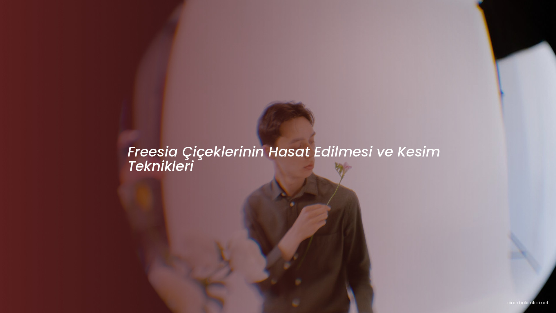 Freesia Çiçeklerinin Hasat Edilmesi ve Kesim Teknikleri