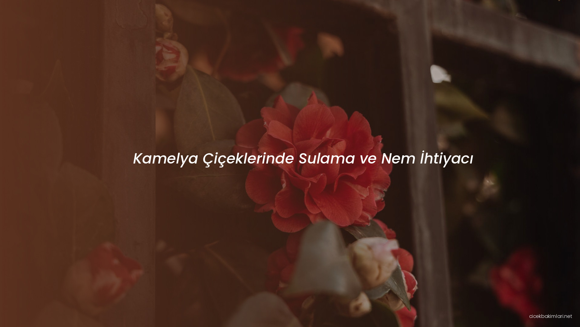 Kamelya Çiçeklerinde Sulama ve Nem İhtiyacı