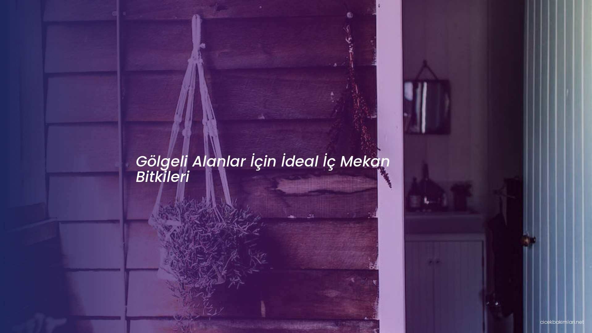 Gölgeli Alanlar İçin İdeal İç Mekan Bitkileri