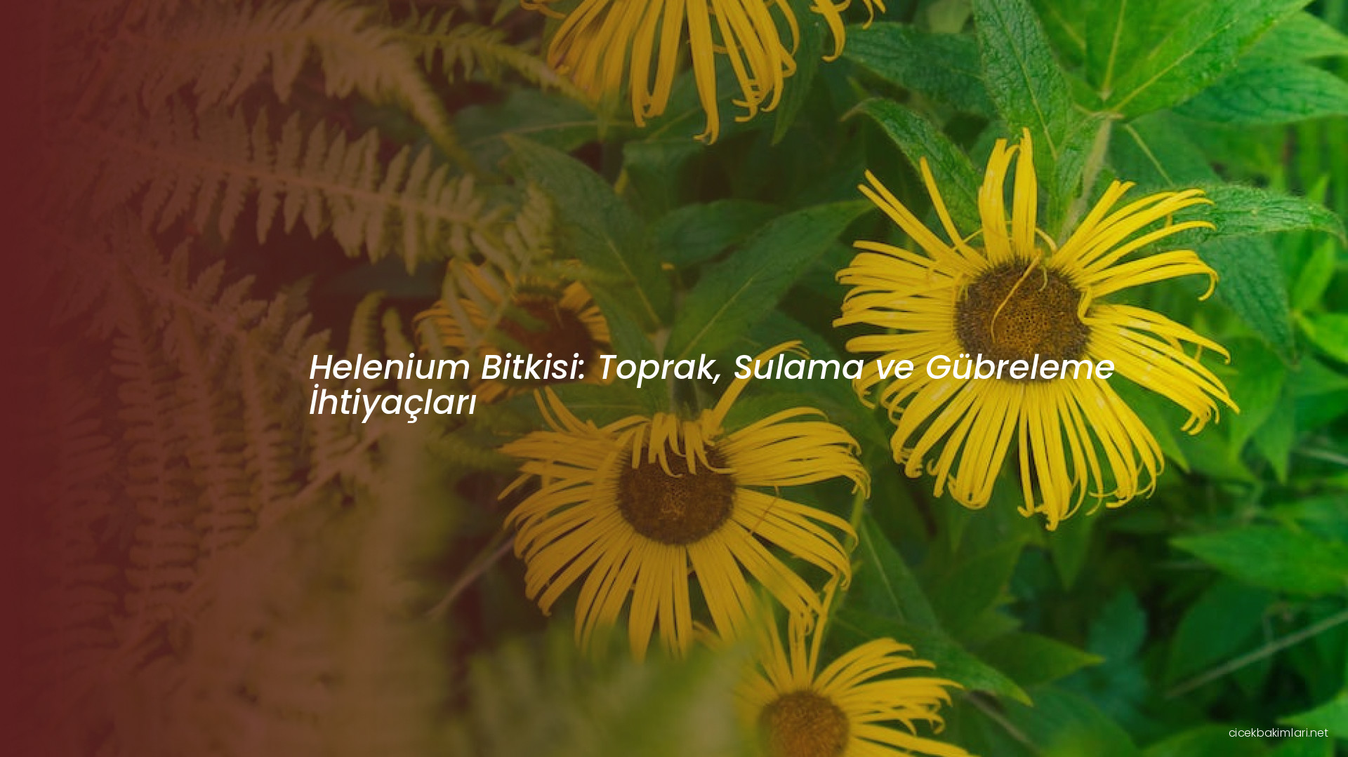 Helenium Bitkisi: Toprak, Sulama ve Gübreleme İhtiyaçları