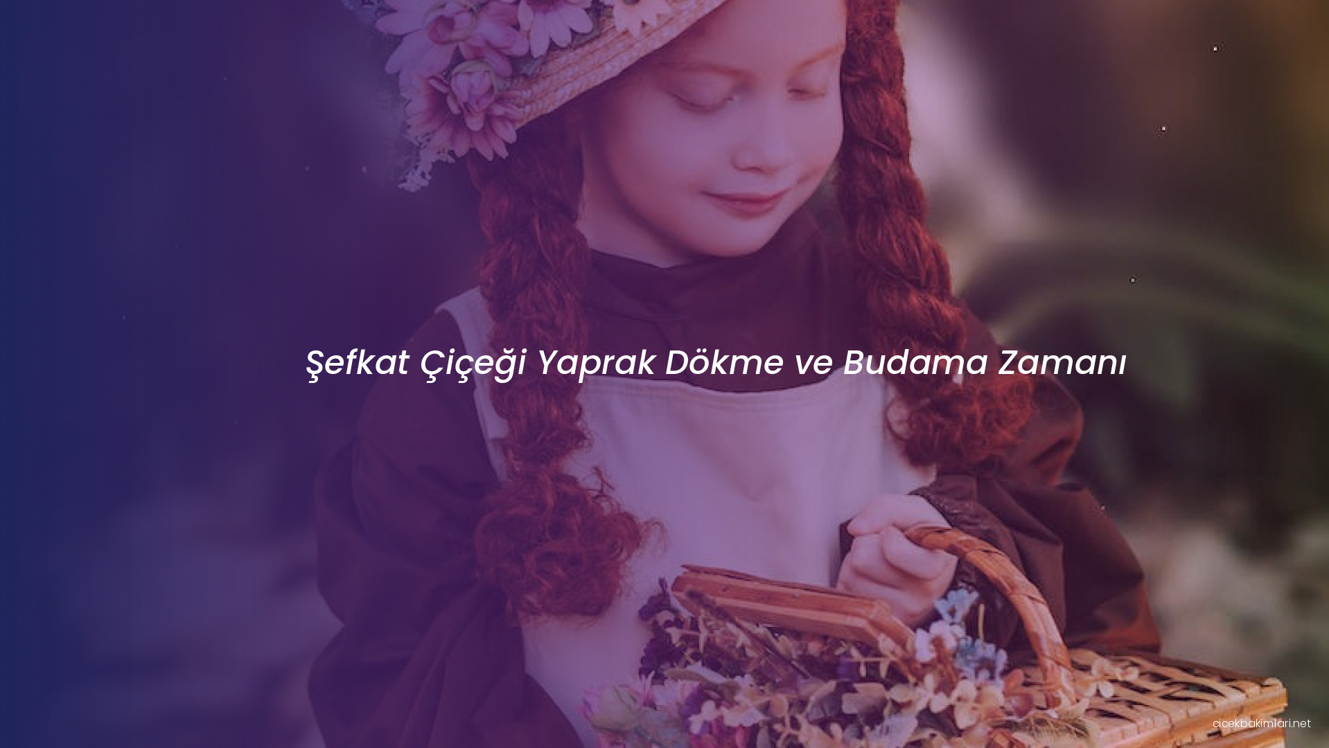 Şefkat Çiçeği Yaprak Dökme ve Budama Zamanı