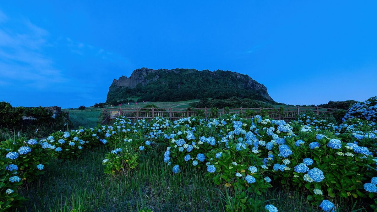 Ortanca (Hortensia)