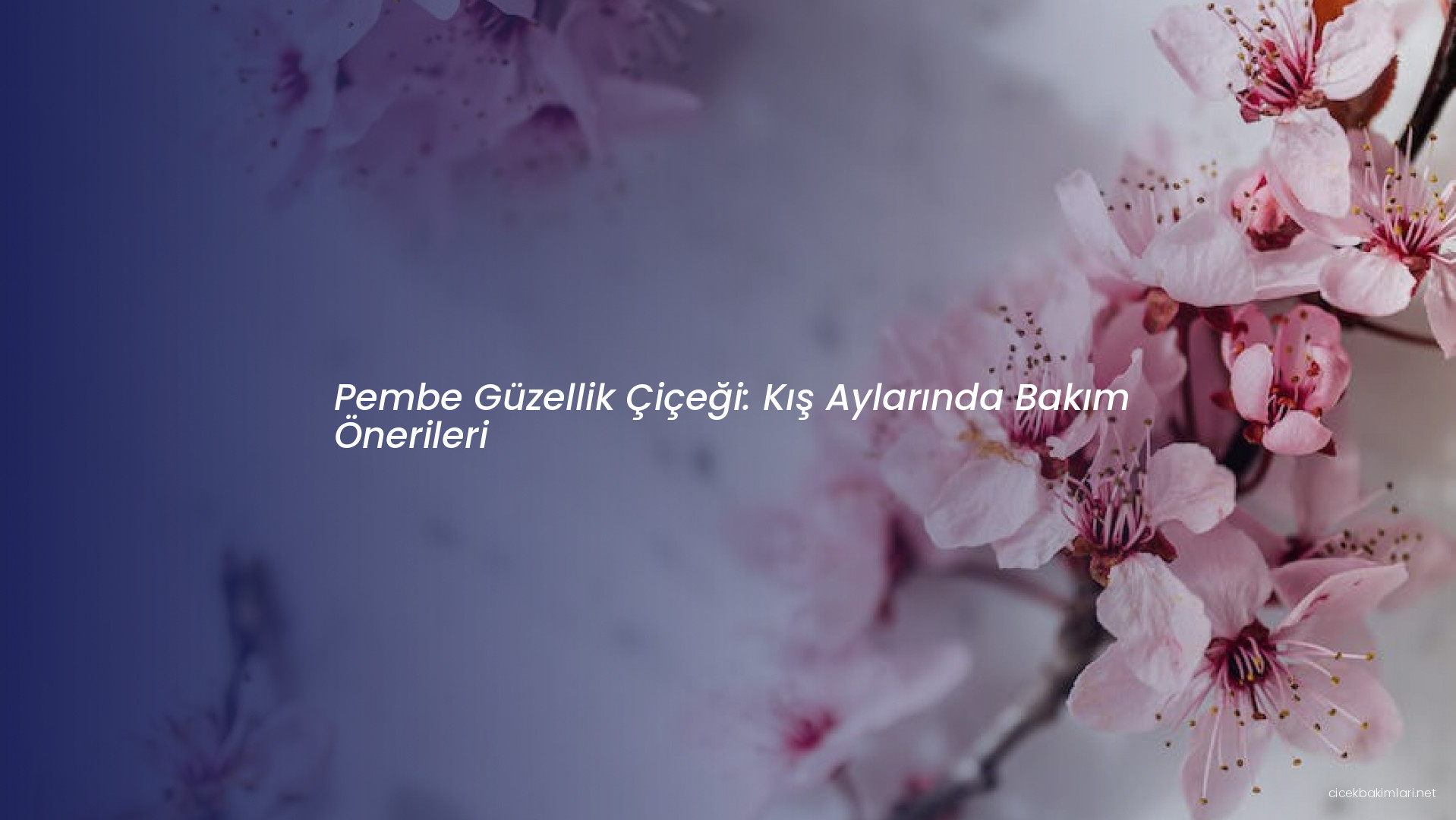 Pembe Güzellik Çiçeği: Kış Aylarında Bakım Önerileri