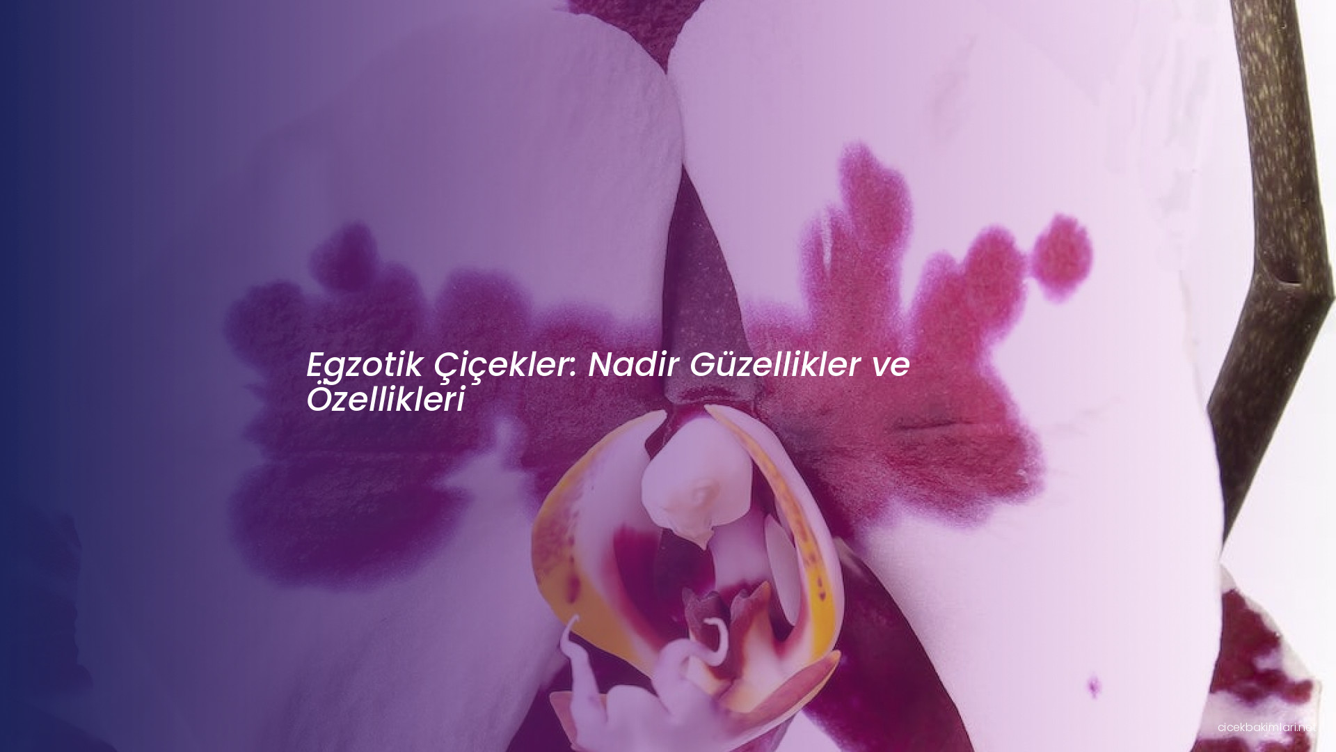 Egzotik Çiçekler: Nadir Güzellikler ve Özellikleri