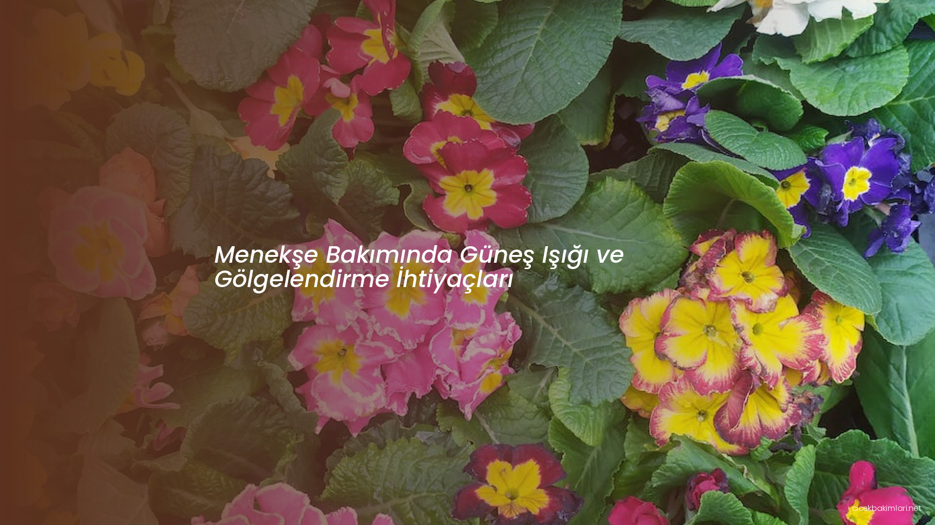 Menekşe Bakımında Güneş Işığı ve Gölgelendirme İhtiyaçları