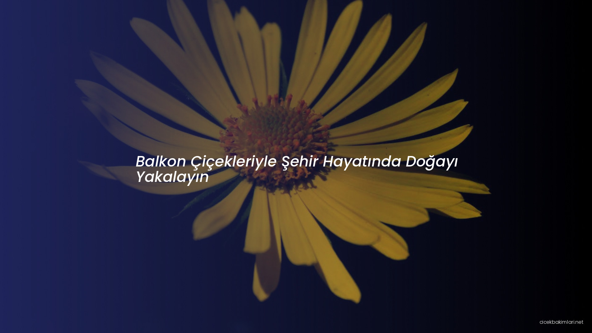 Balkon Çiçekleriyle Şehir Hayatında Doğayı Yakalayın