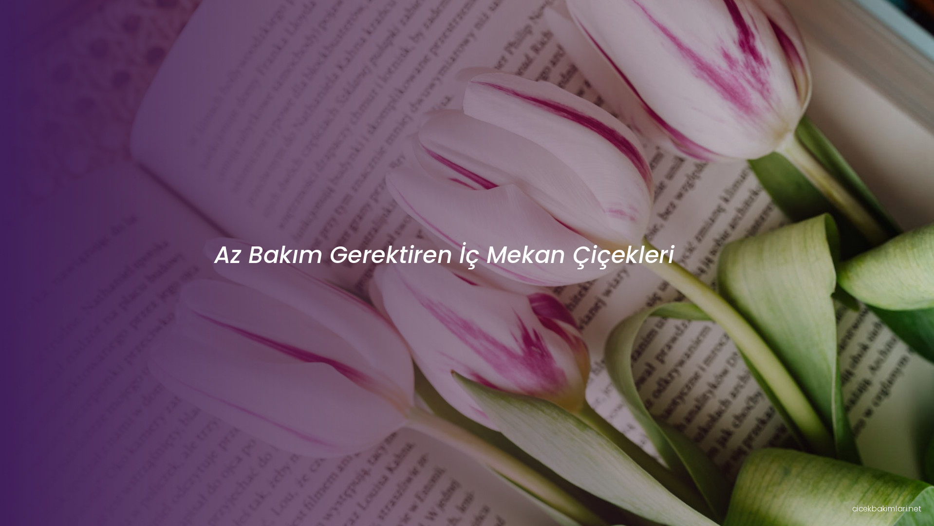 Az Bakım Gerektiren İç Mekan Çiçekleri