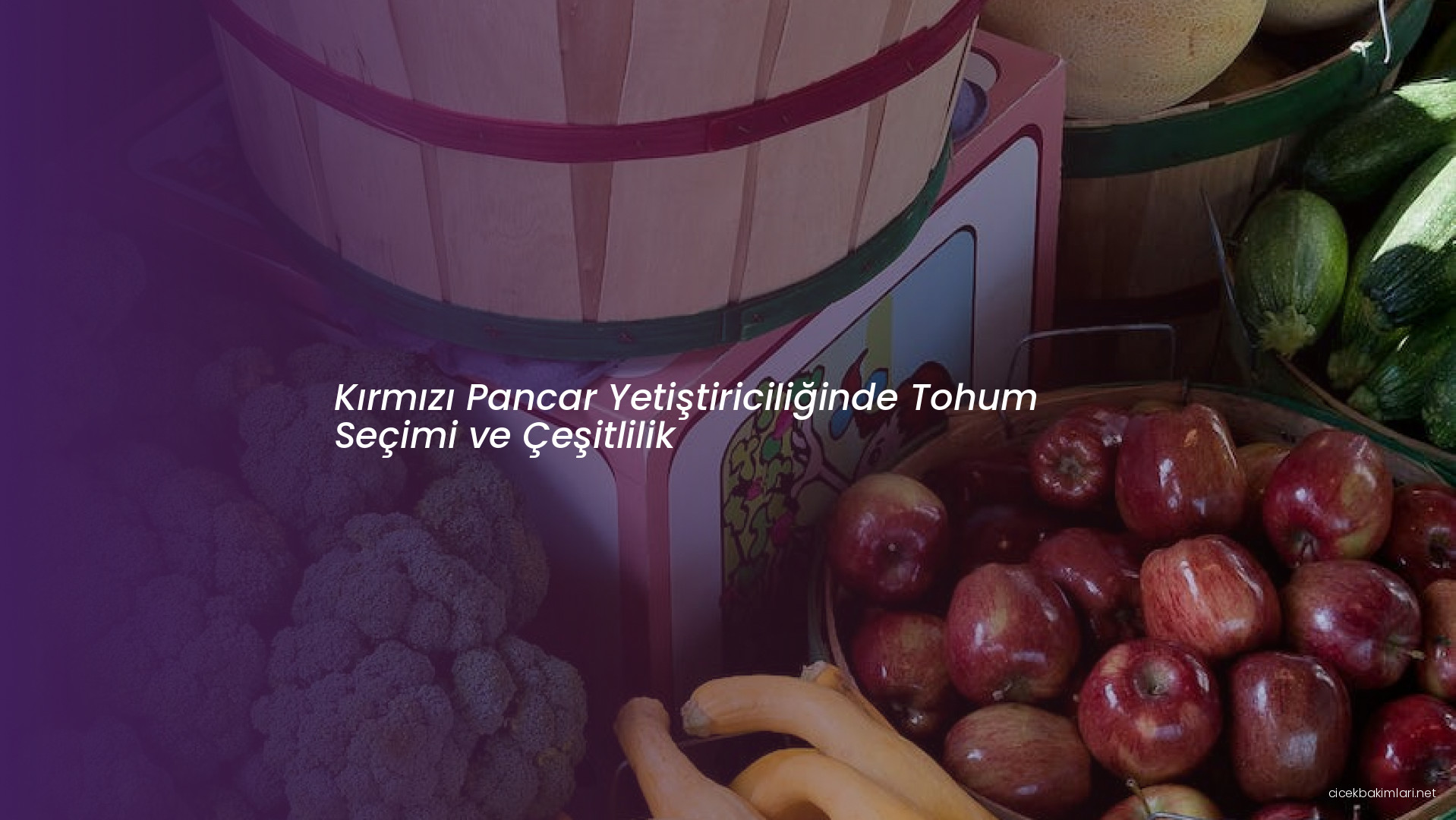 Kırmızı Pancar Yetiştiriciliğinde Tohum Seçimi ve Çeşitlilik