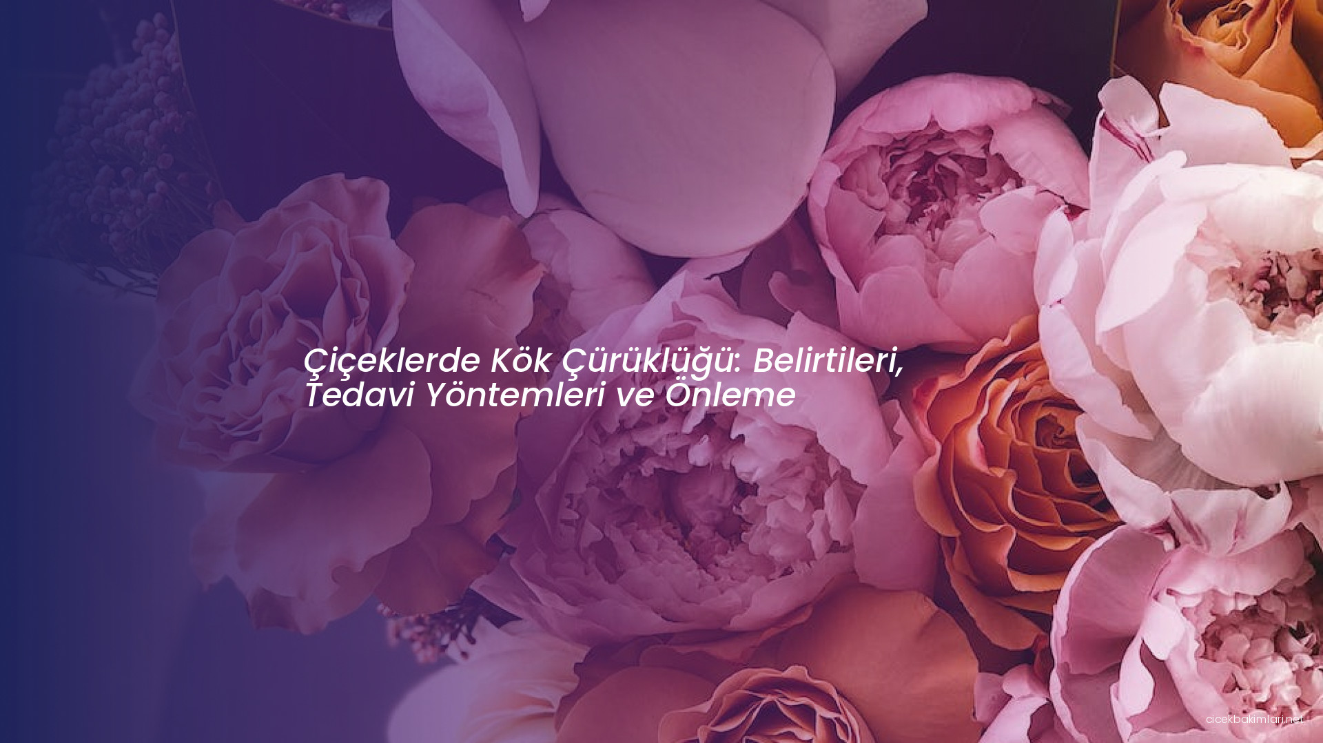 Çiçeklerde Kök Çürüklüğü: Belirtileri, Tedavi Yöntemleri ve Önleme