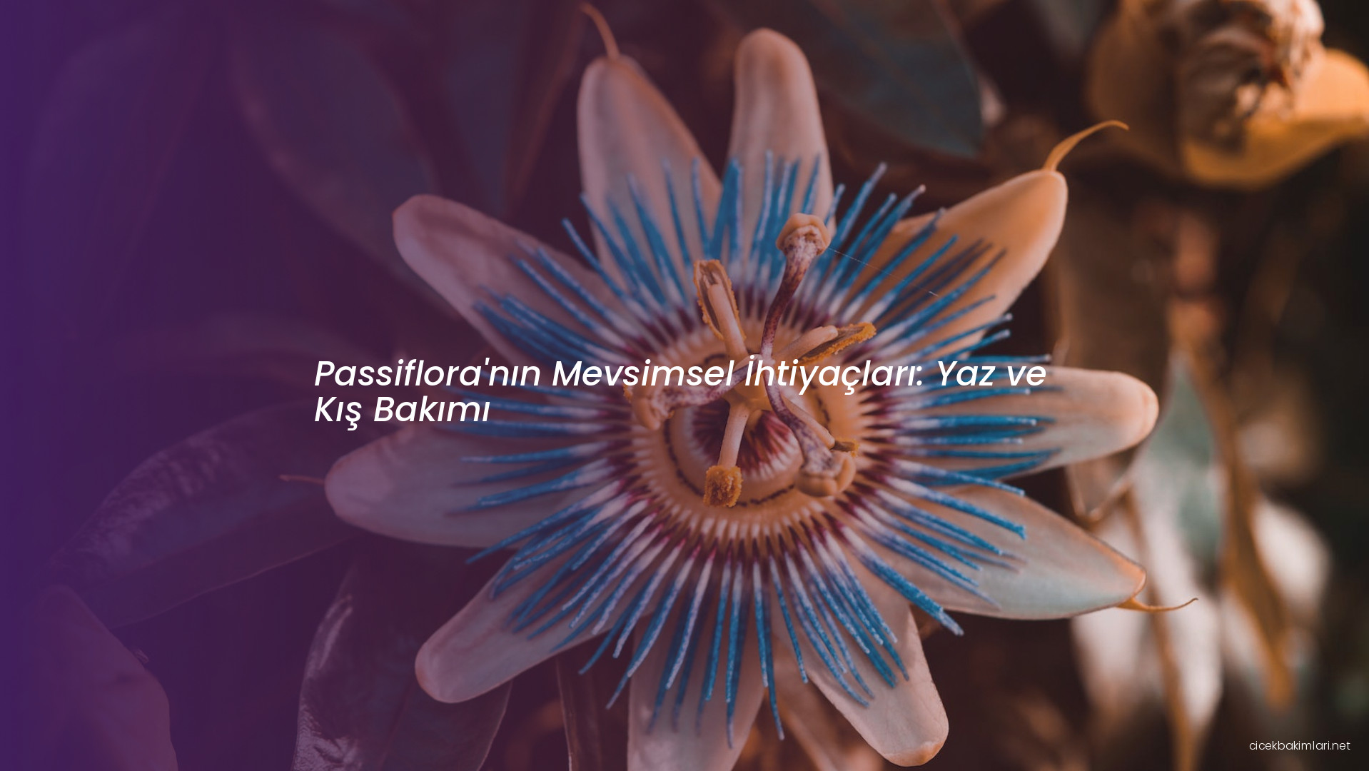 Passiflora'nın Mevsimsel İhtiyaçları: Yaz ve Kış Bakımı
