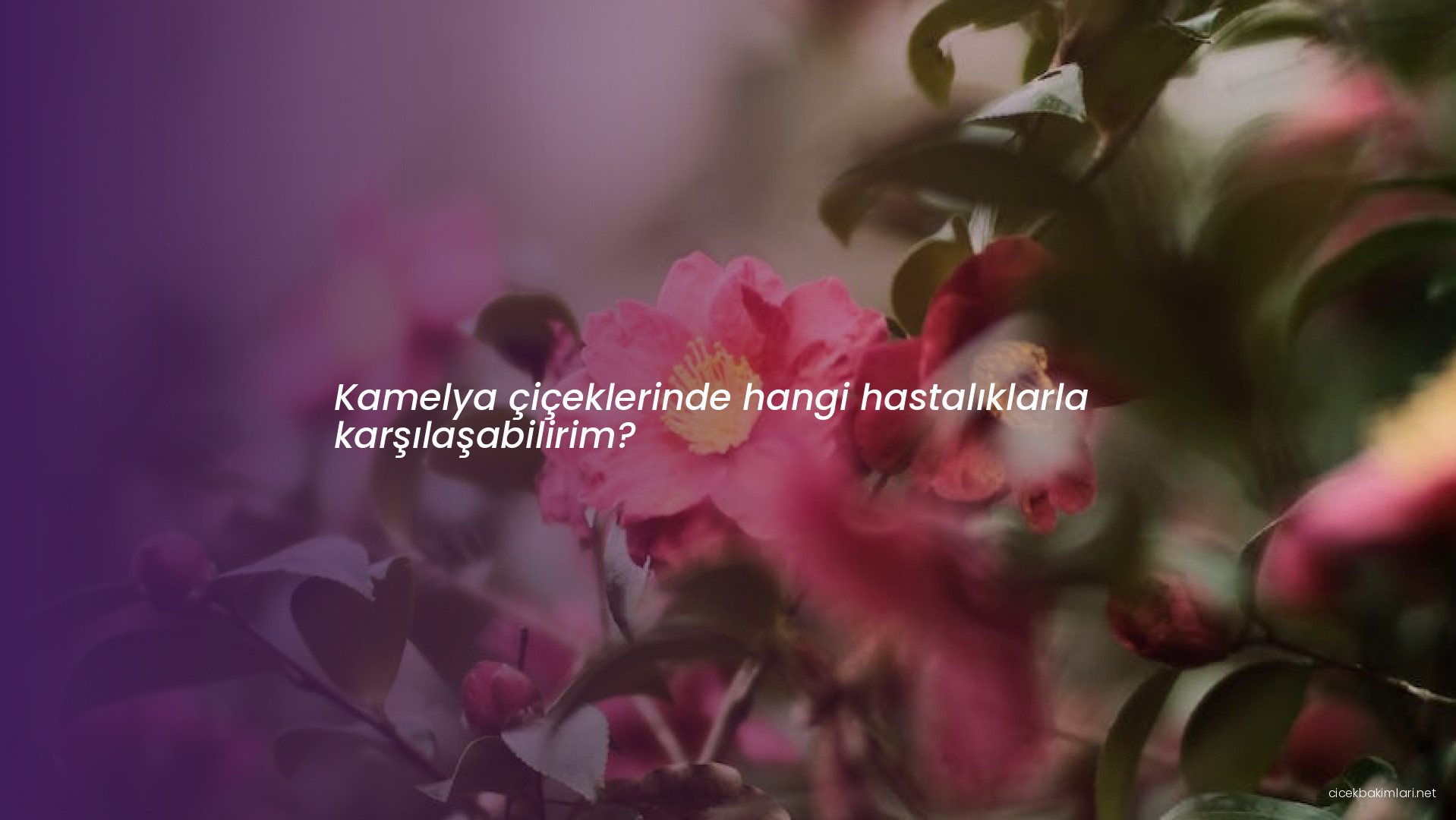 Kamelya çiçeklerinde hangi hastalıklarla karşılaşabilirim?