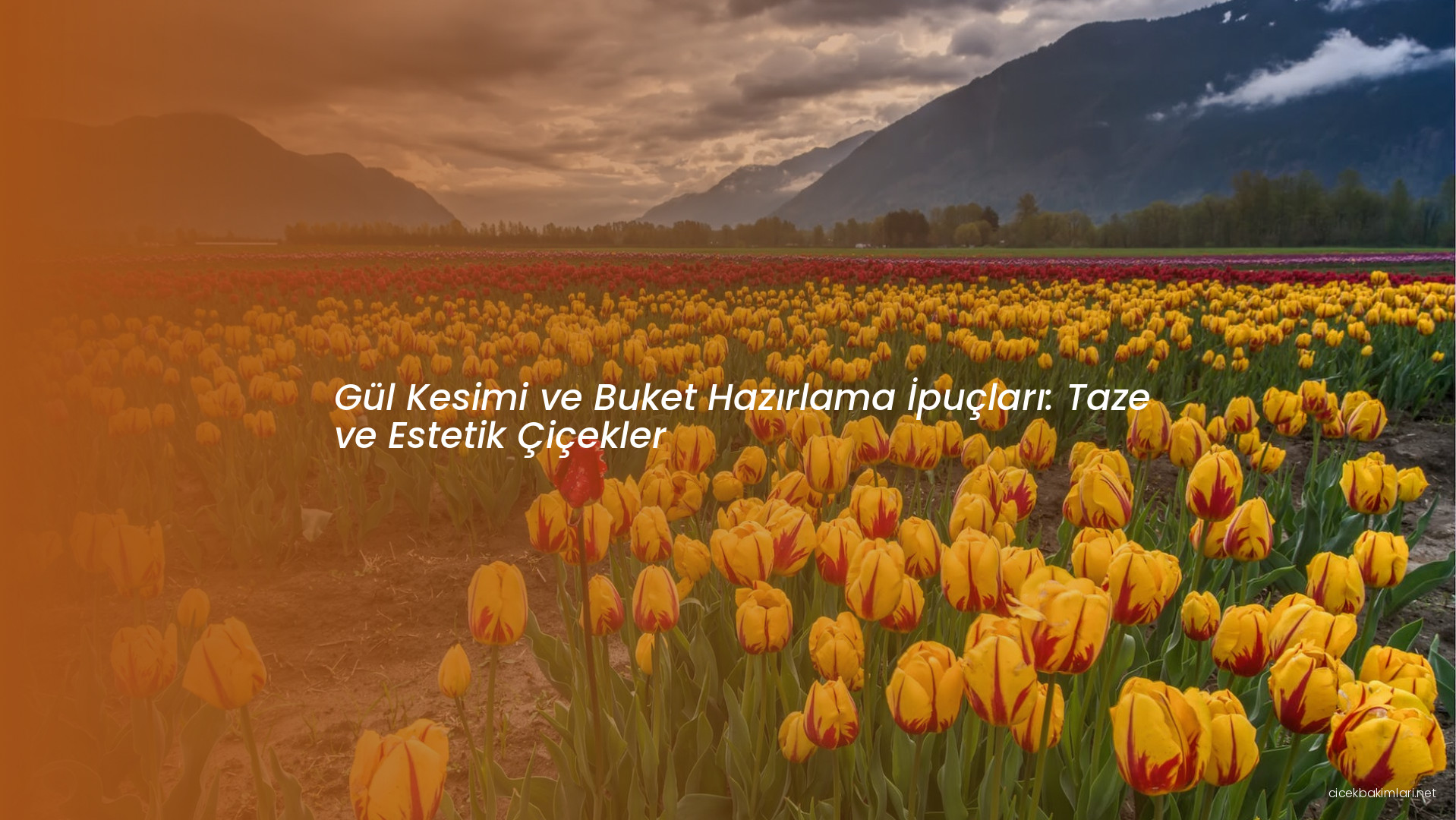 Gül Kesimi ve Buket Hazırlama İpuçları: Taze ve Estetik Çiçekler