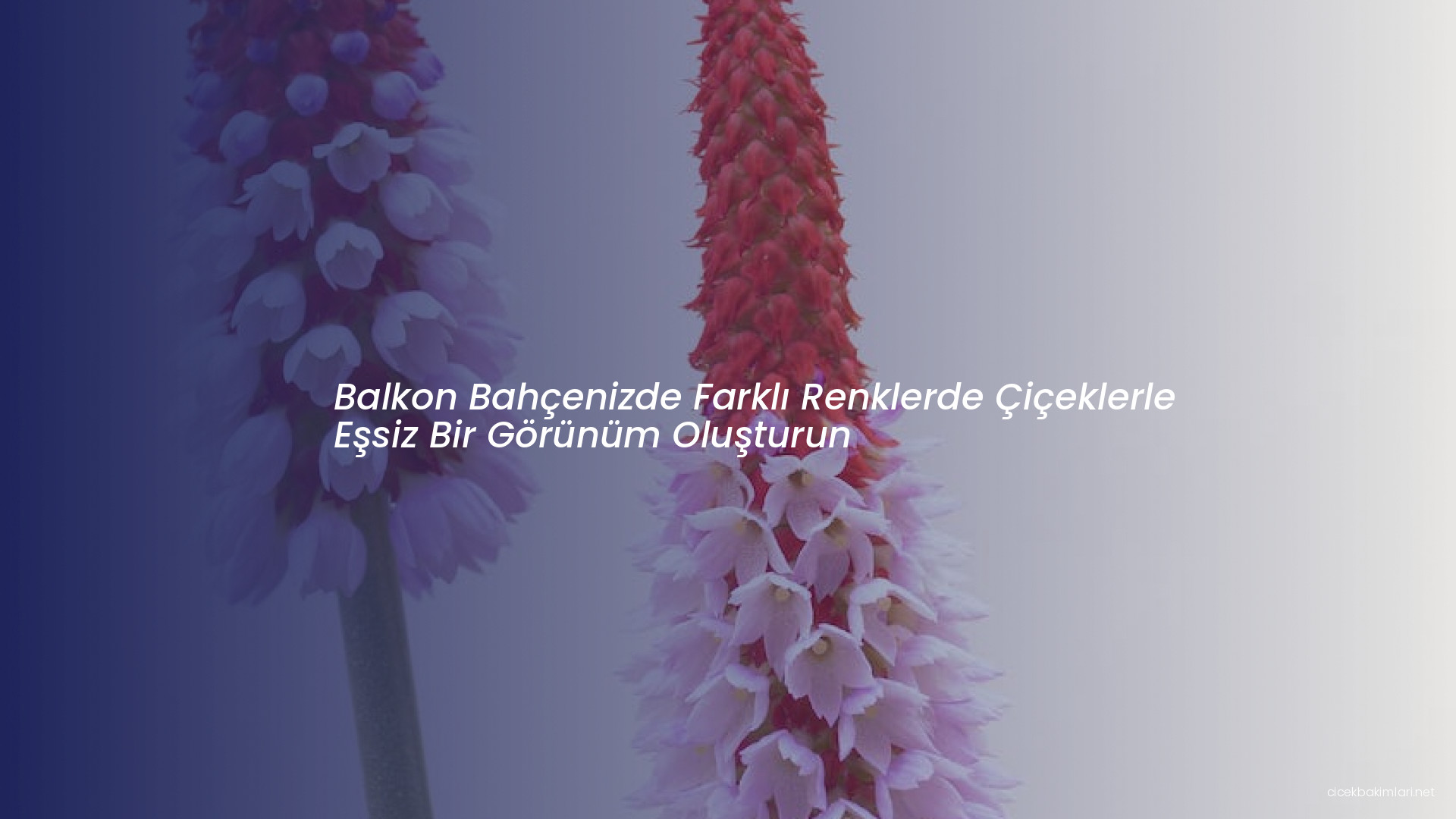 Balkon Bahçenizde Farklı Renklerde Çiçeklerle Eşsiz Bir Görünüm Oluşturun