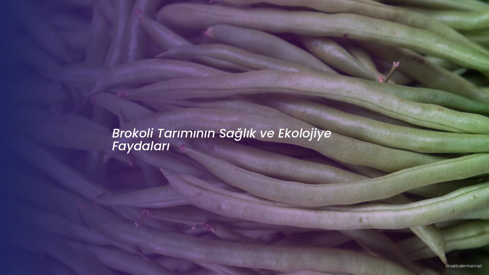 Brokoli Tarımının Sağlık ve Ekolojiye Faydaları