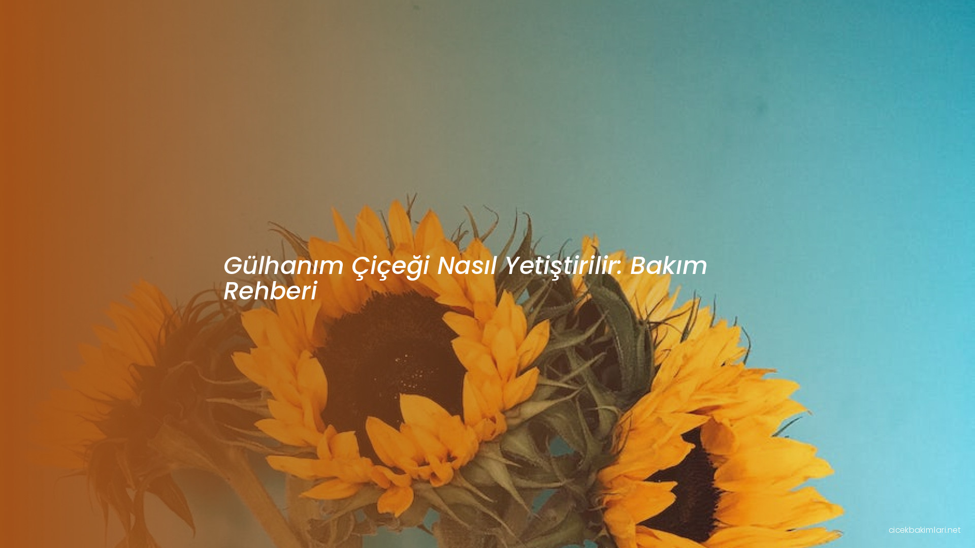 Gülhanım Çiçeği Nasıl Yetiştirilir: Bakım Rehberi