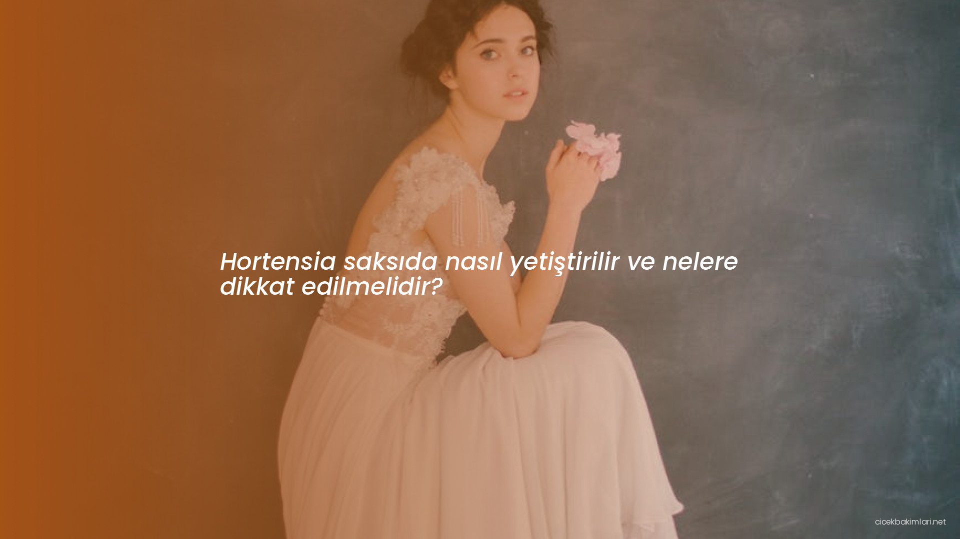 Hortensia saksıda nasıl yetiştirilir ve nelere dikkat edilmelidir?