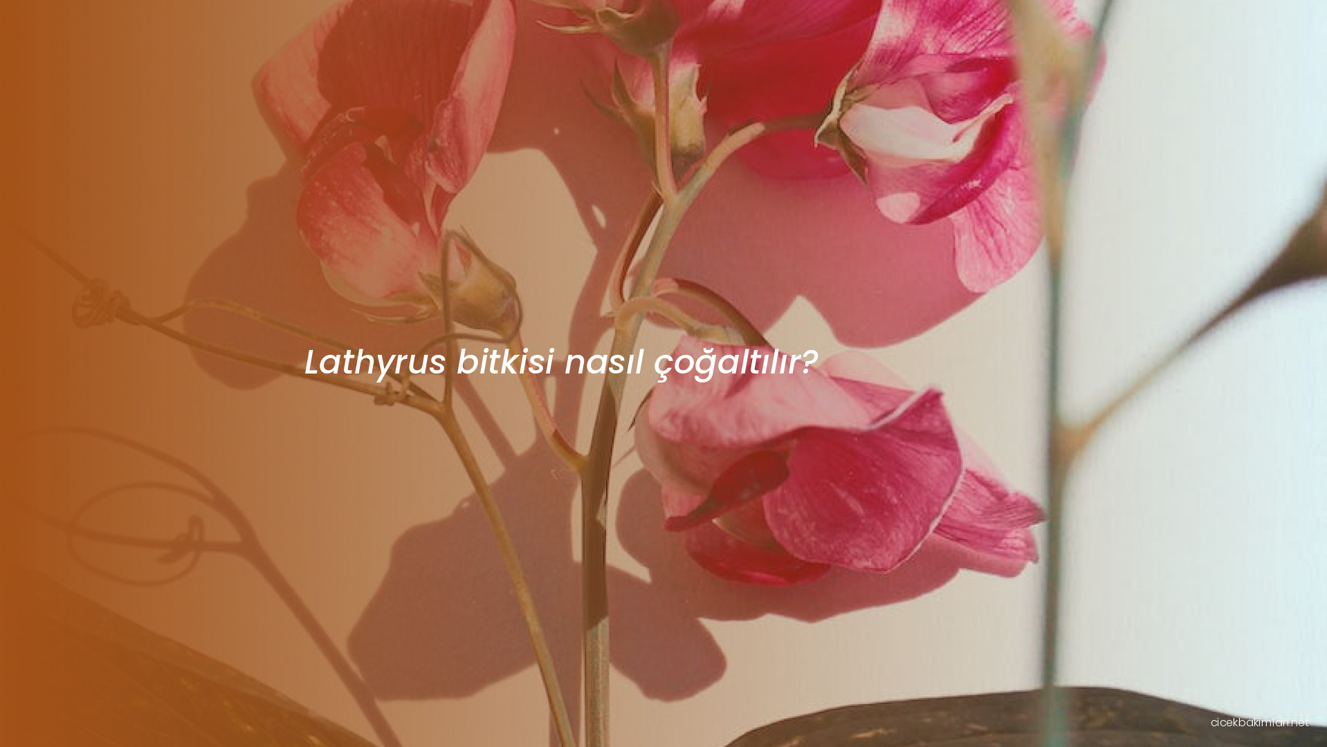 Lathyrus bitkisi nasıl çoğaltılır?