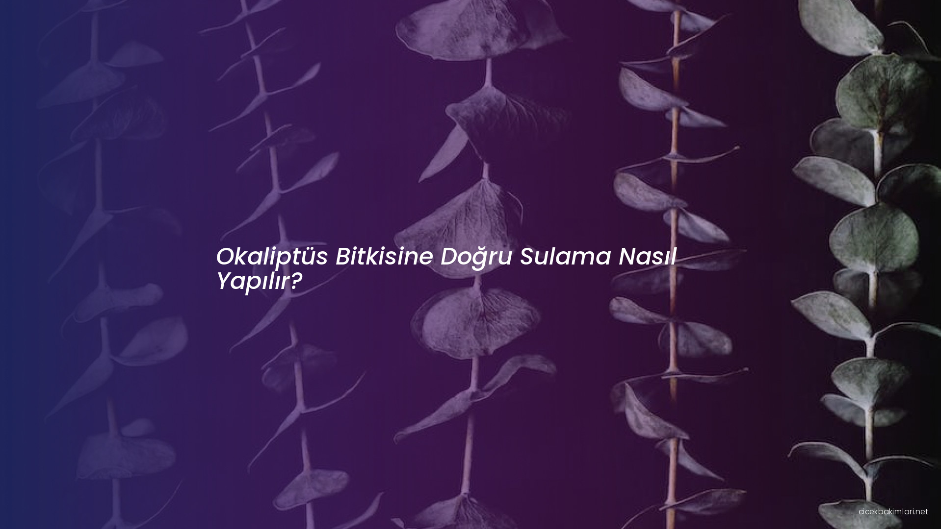 Okaliptüs Bitkisine Doğru Sulama Nasıl Yapılır?