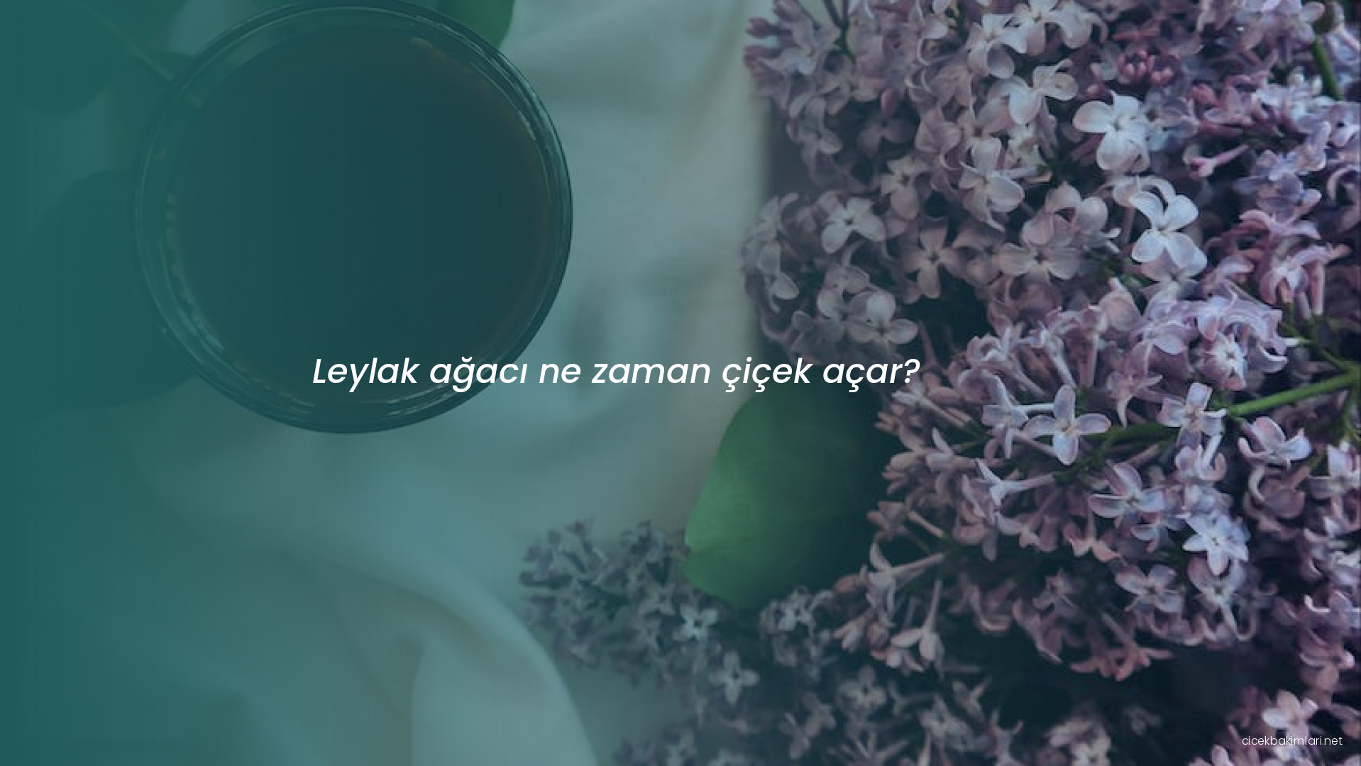 Leylak ağacı ne zaman çiçek açar?