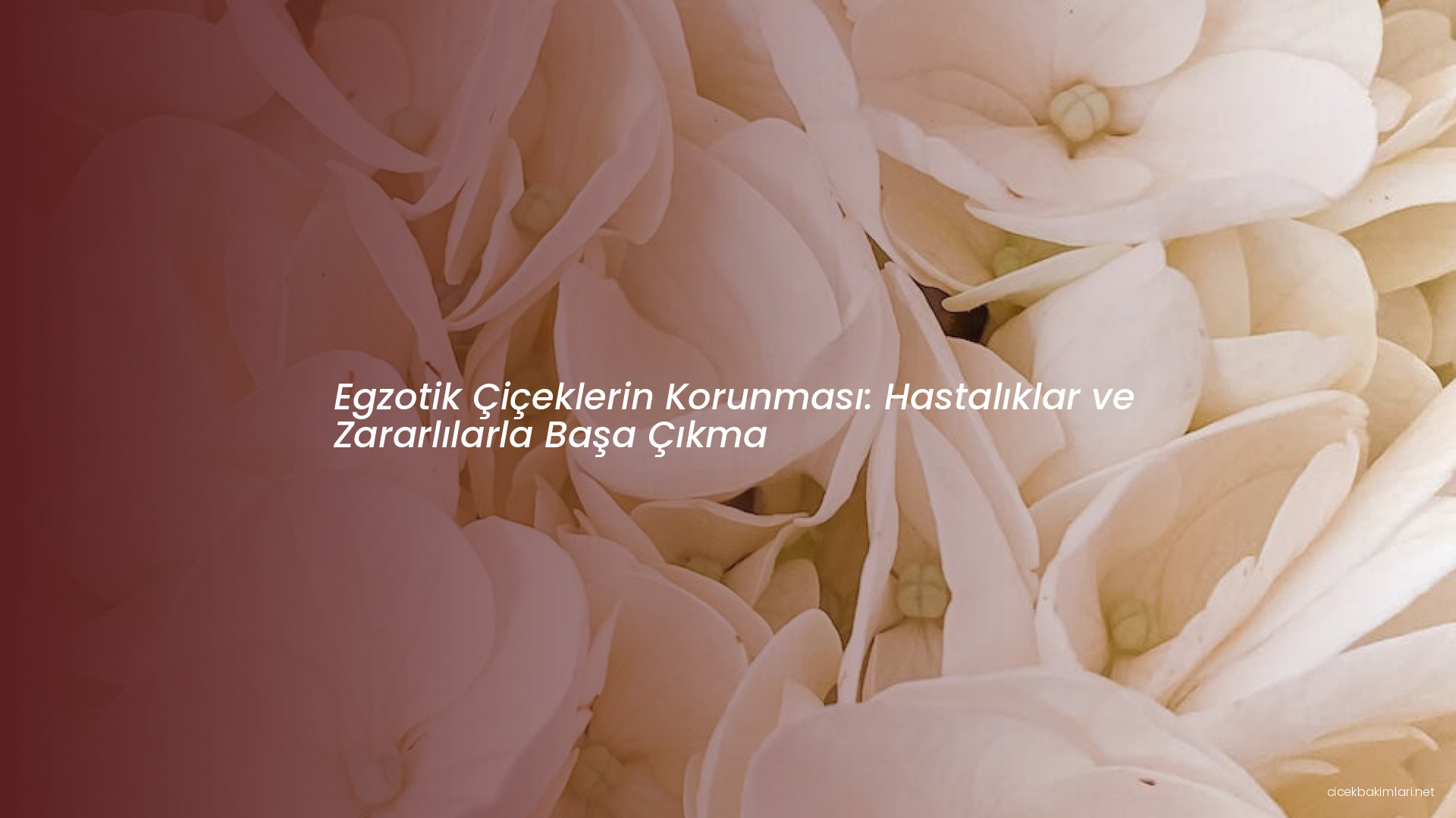 Egzotik Çiçeklerin Korunması: Hastalıklar ve Zararlılarla Başa Çıkma