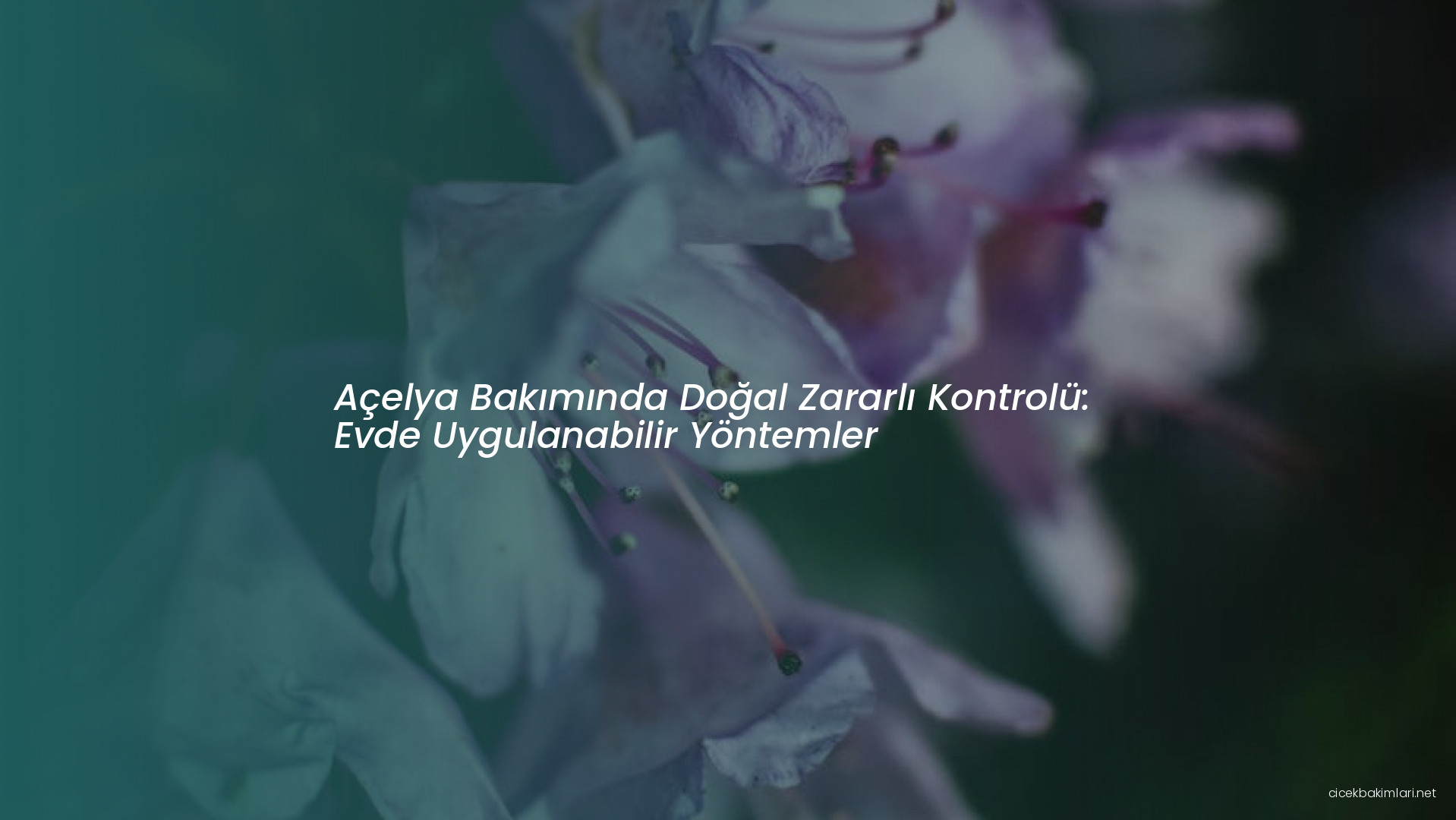 Açelya Bakımında Doğal Zararlı Kontrolü: Evde Uygulanabilir Yöntemler