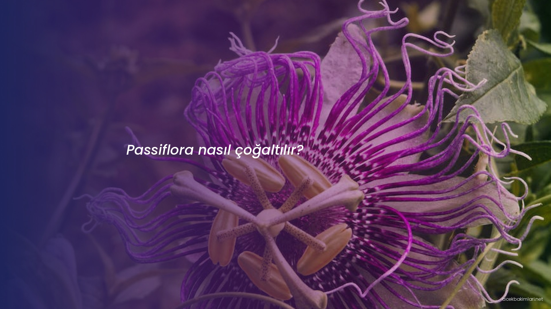 Passiflora nasıl çoğaltılır?