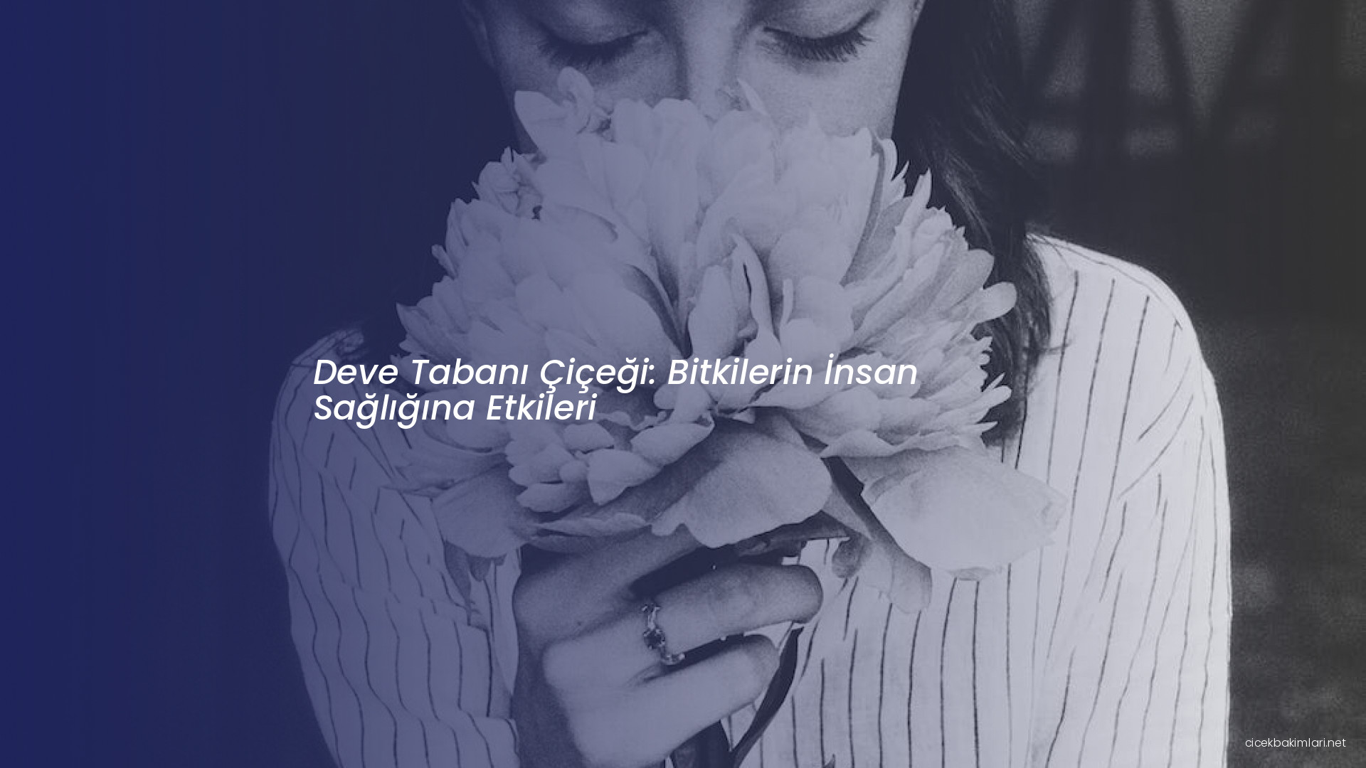 Deve Tabanı Çiçeği: Bitkilerin İnsan Sağlığına Etkileri