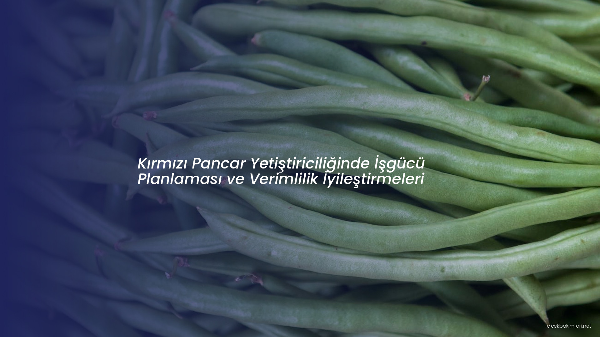 Kırmızı Pancar Yetiştiriciliğinde İşgücü Planlaması ve Verimlilik İyileştirmeleri