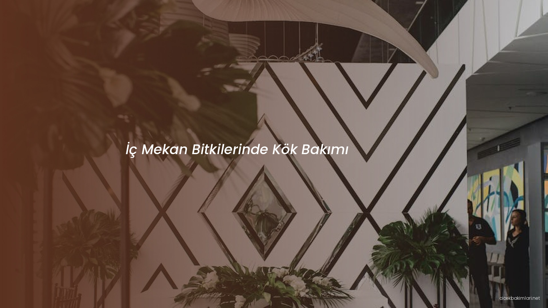 İç Mekan Bitkilerinde Kök Bakımı