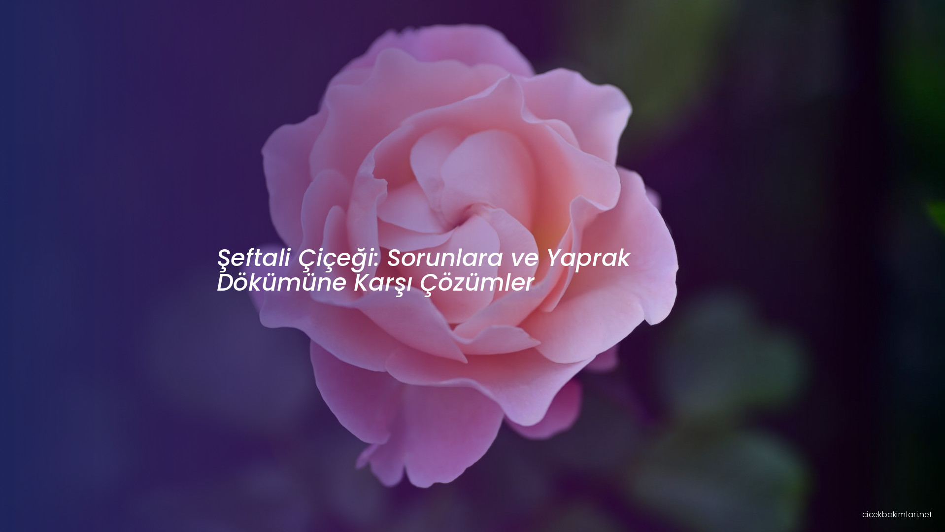 Şeftali Çiçeği: Sorunlara ve Yaprak Dökümüne Karşı Çözümler