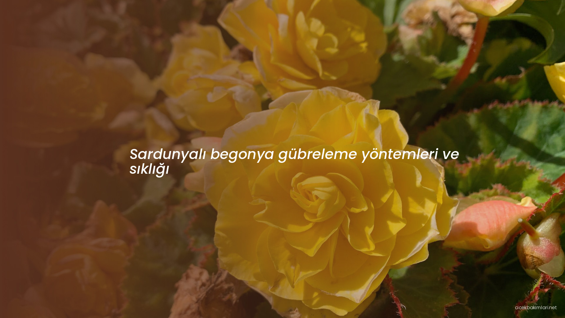 Sardunyalı begonya gübreleme yöntemleri ve sıklığı